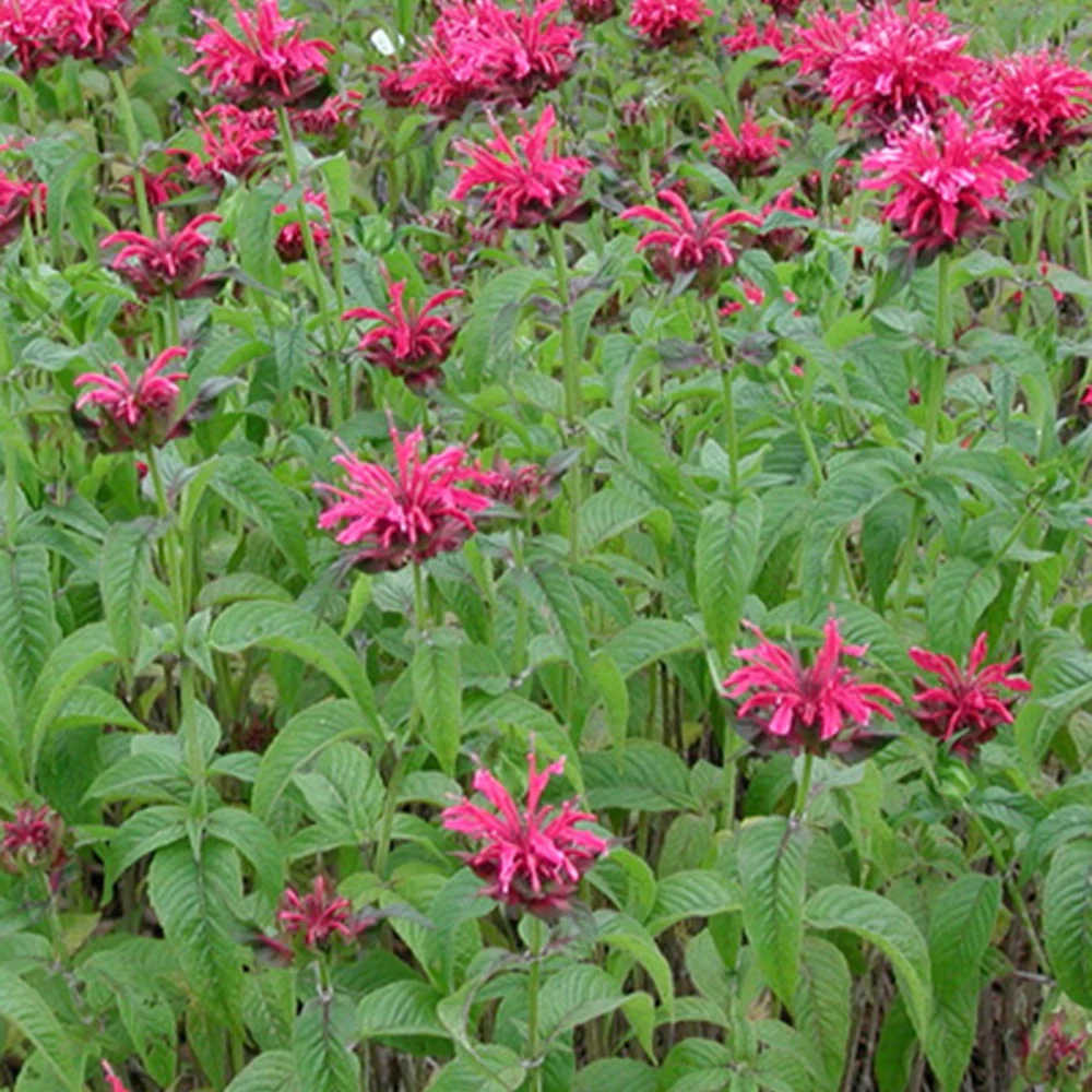 Bergamotplant - Image 3