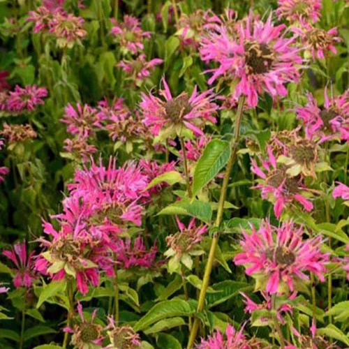Bergamotplant Marshall's Delight
