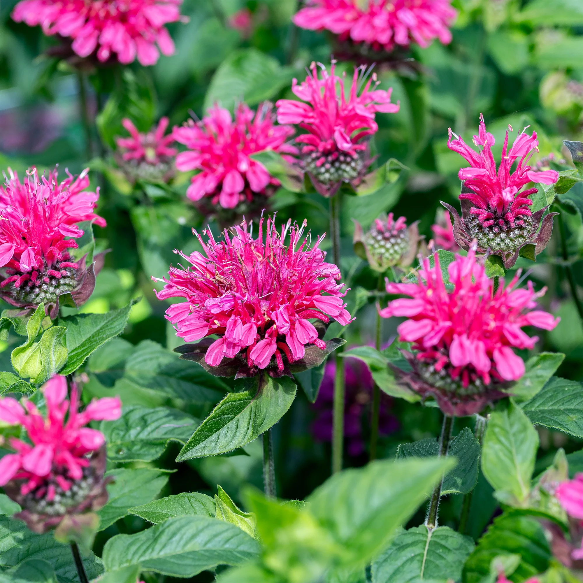 Bergamotplant Pink Lace - Image 3