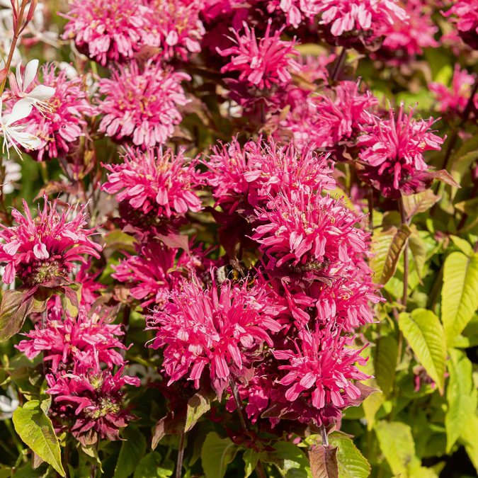Bergamotplant Pink Lace - Image 4