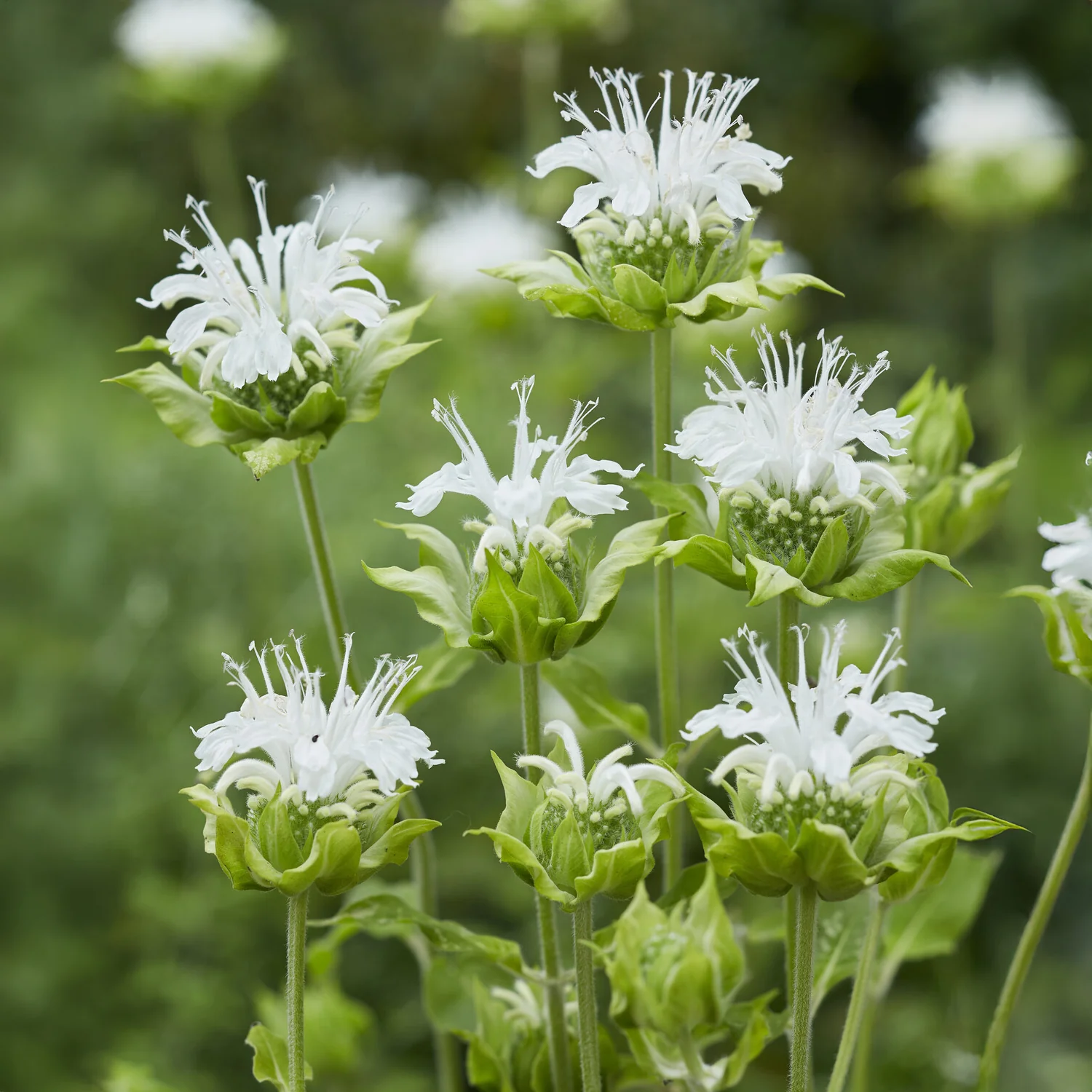 Bergamotplant 'Schneewittchen'