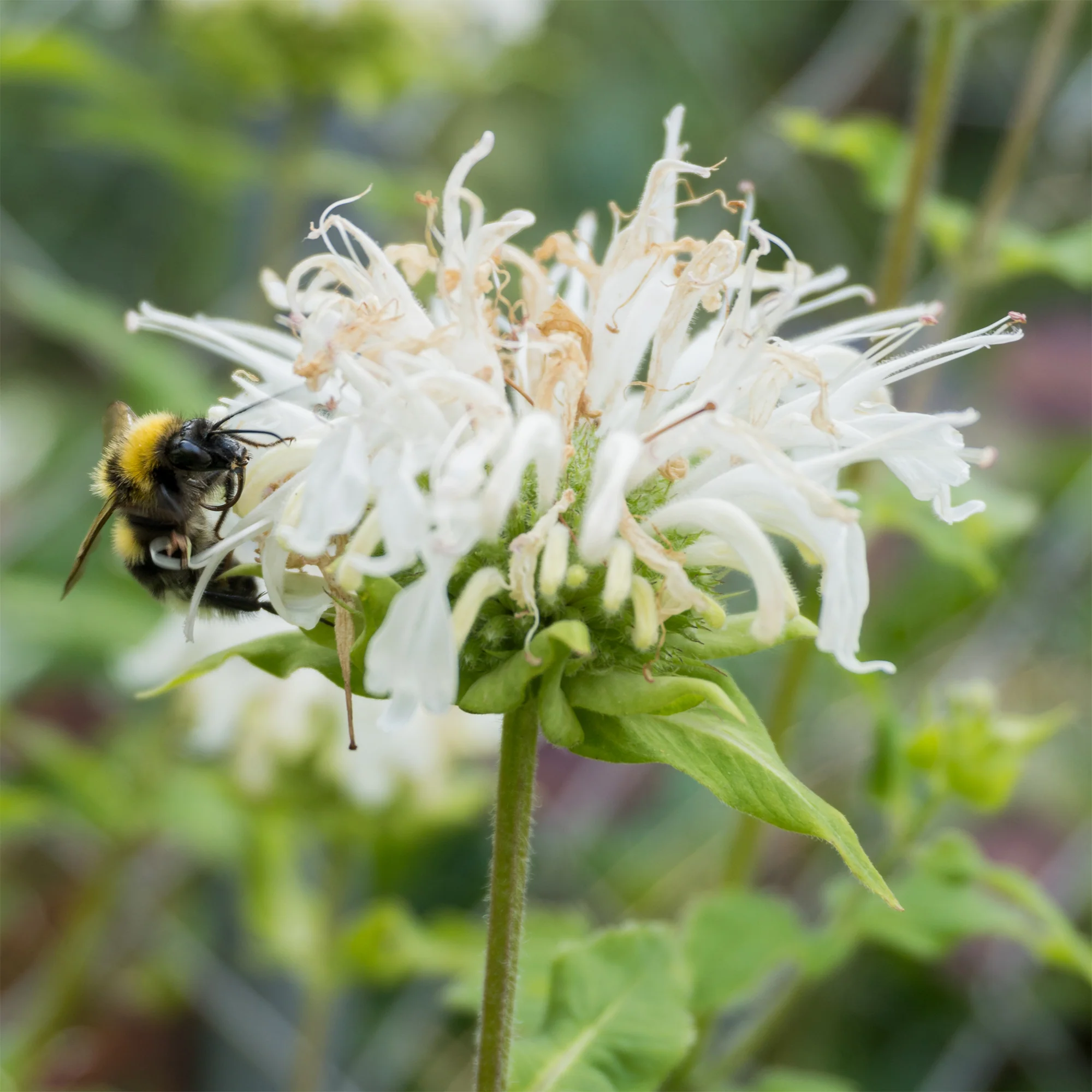 Bergamotplant 'Schneewittchen' - Image 2