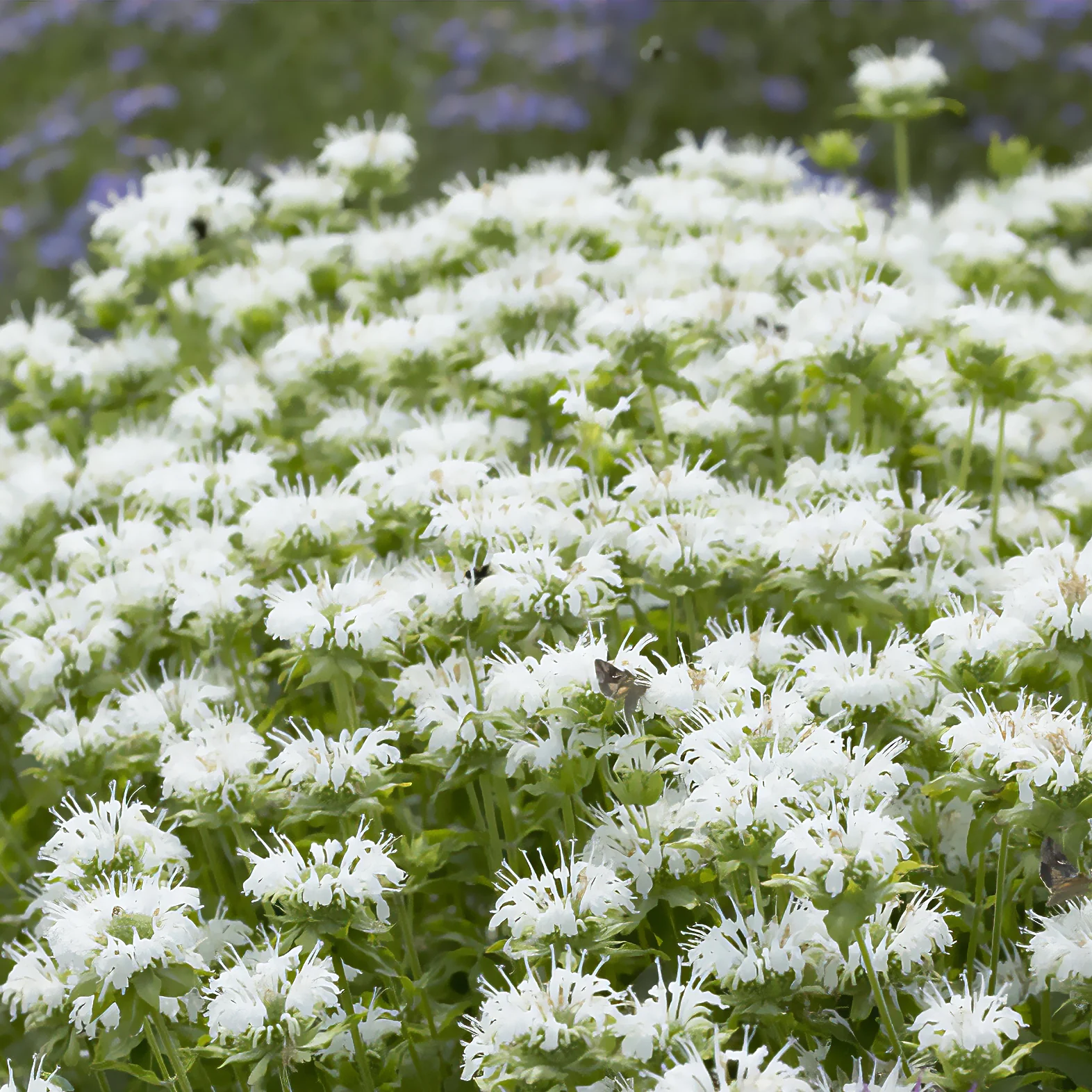 Bergamotplant 'Schneewittchen' - Image 3