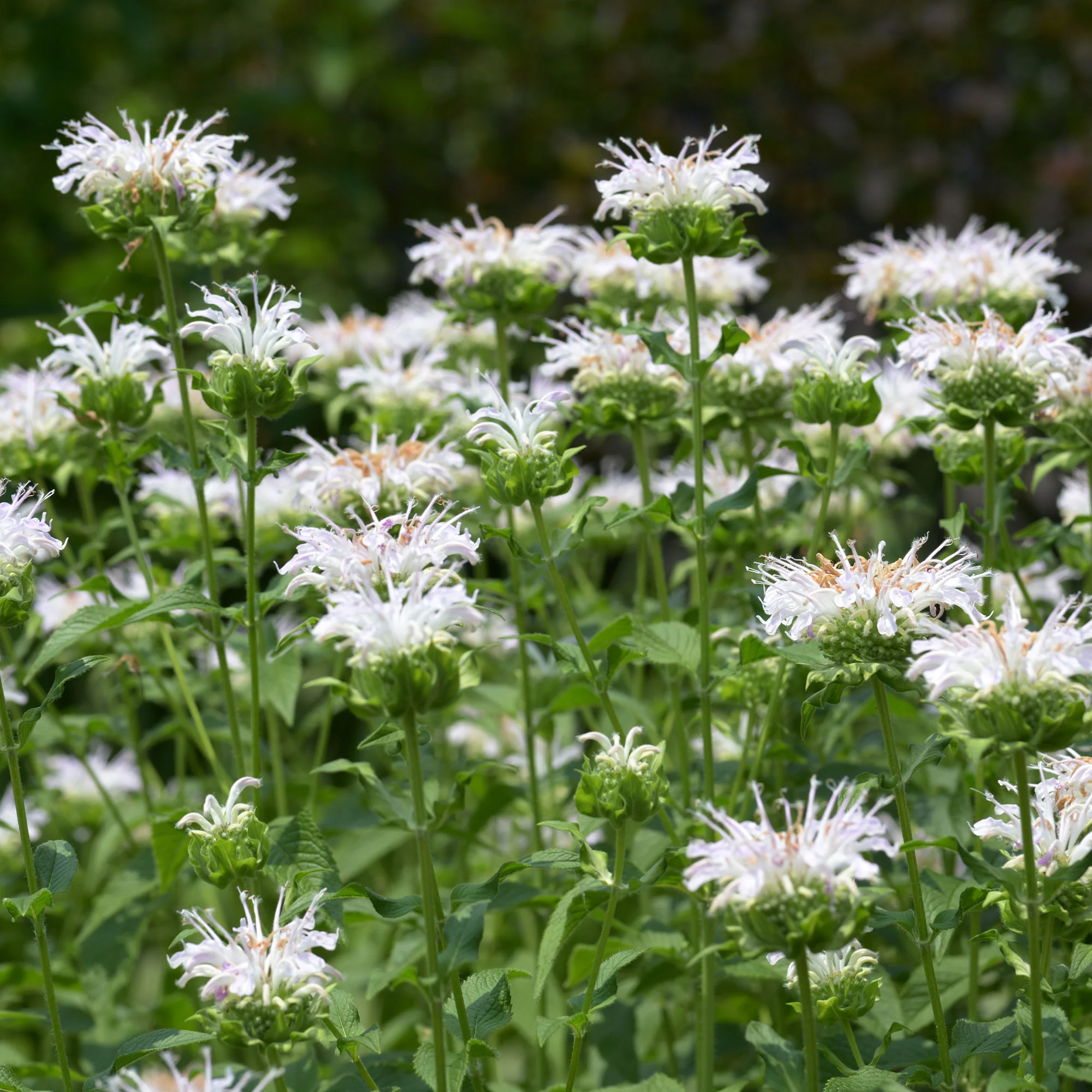 Bergamotplant 'Schneewittchen' - Image 4