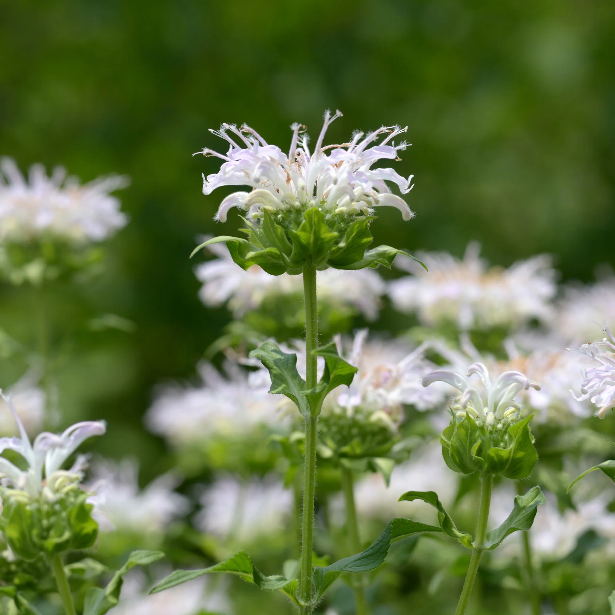 Bergamotplant 'Schneewittchen' - Image 5