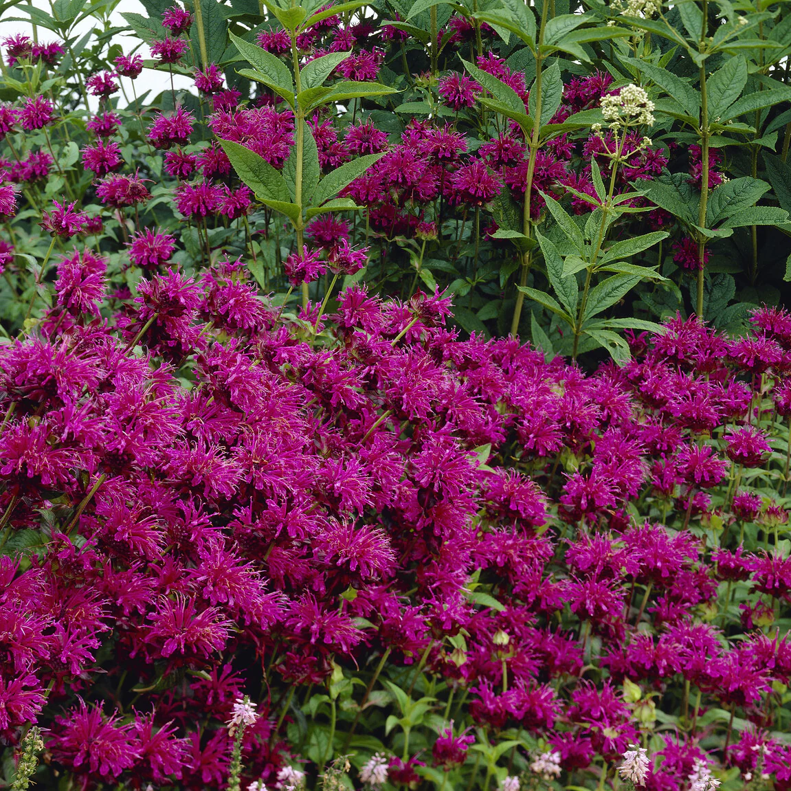 Bergamotplant 'Scorpion'