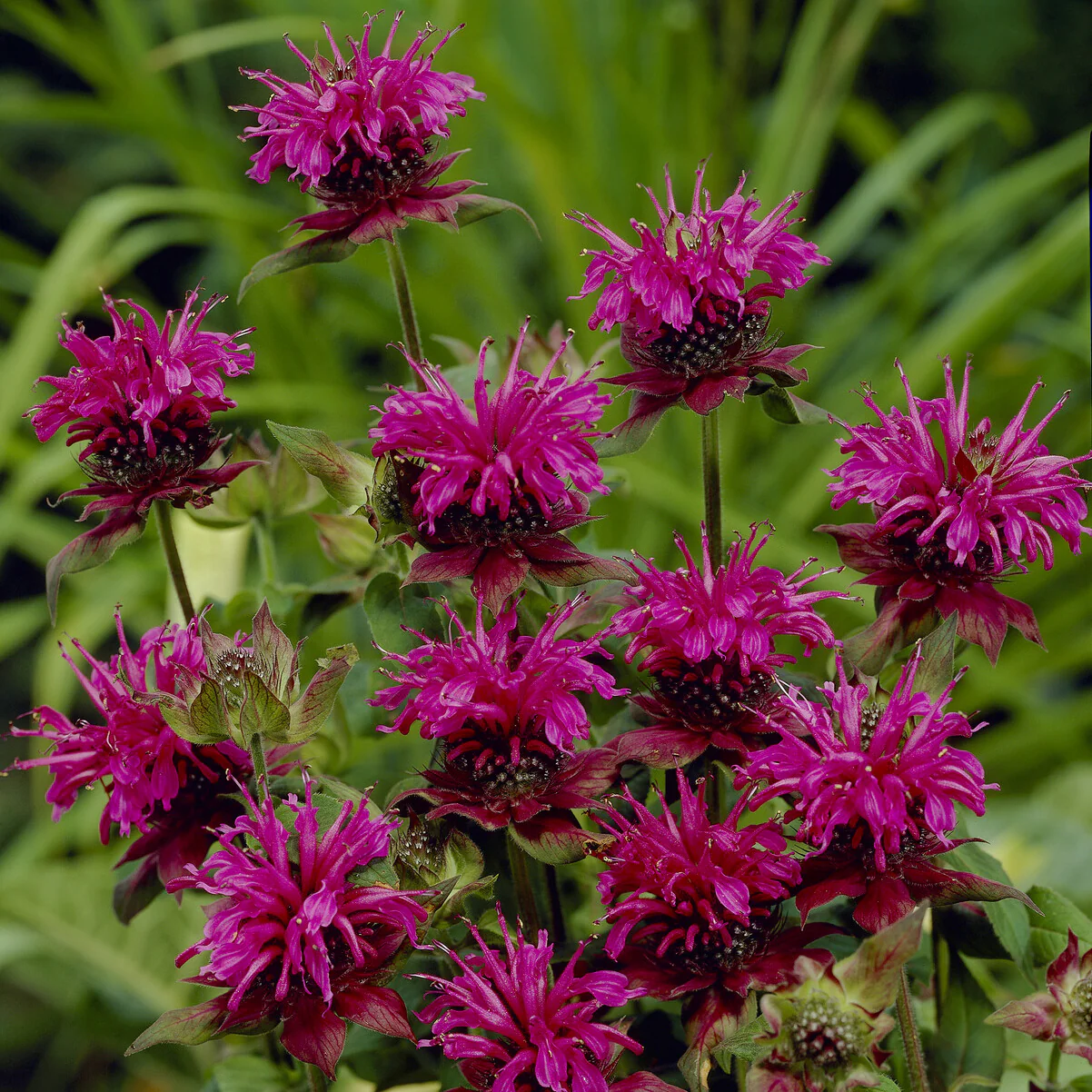 Bergamotplant 'Scorpion' - Image 2