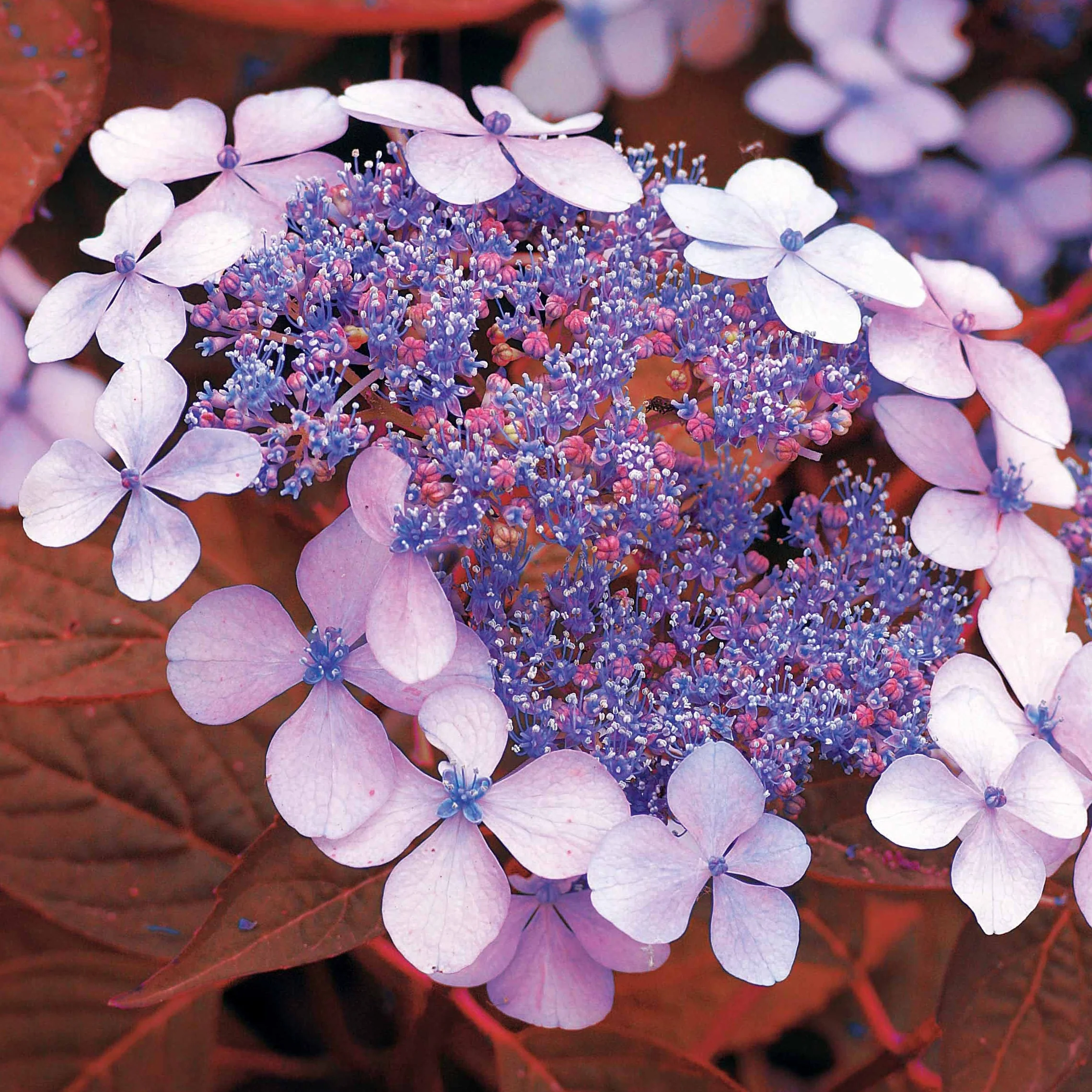 Berghortensia 'Indian Summer'