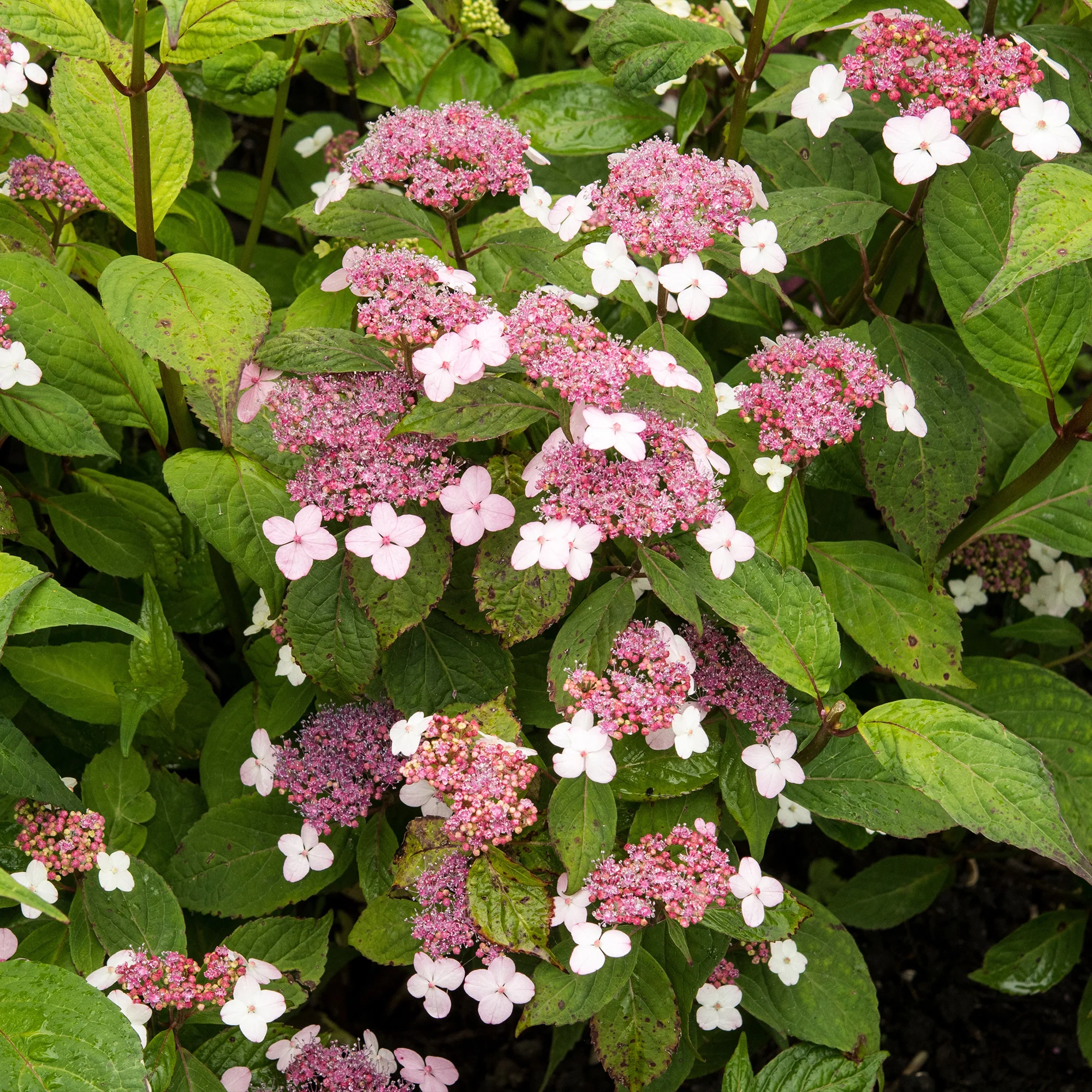 Berghortensia 'Indian Summer' - Image 2