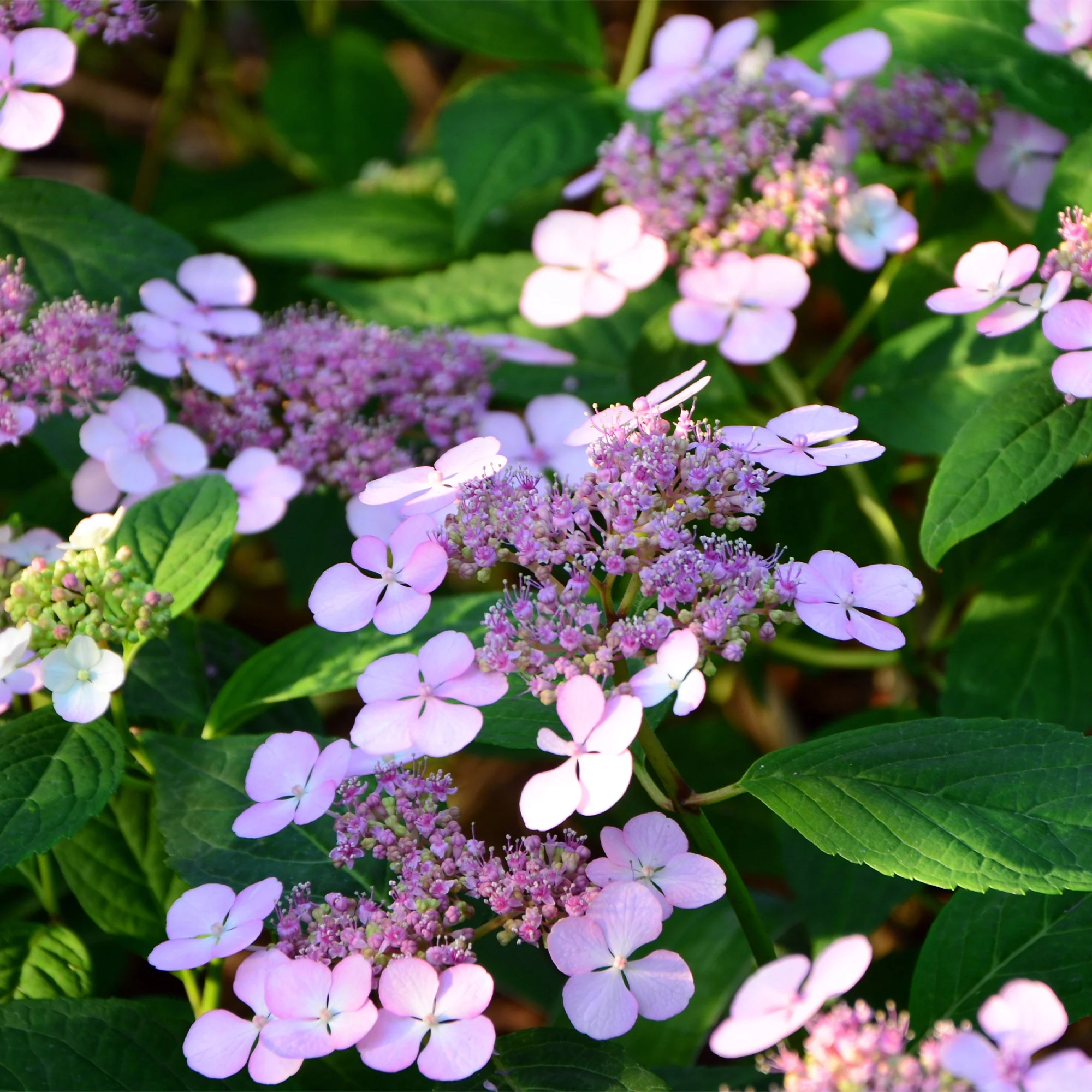 Berghortensia 'Indian Summer' - Image 3