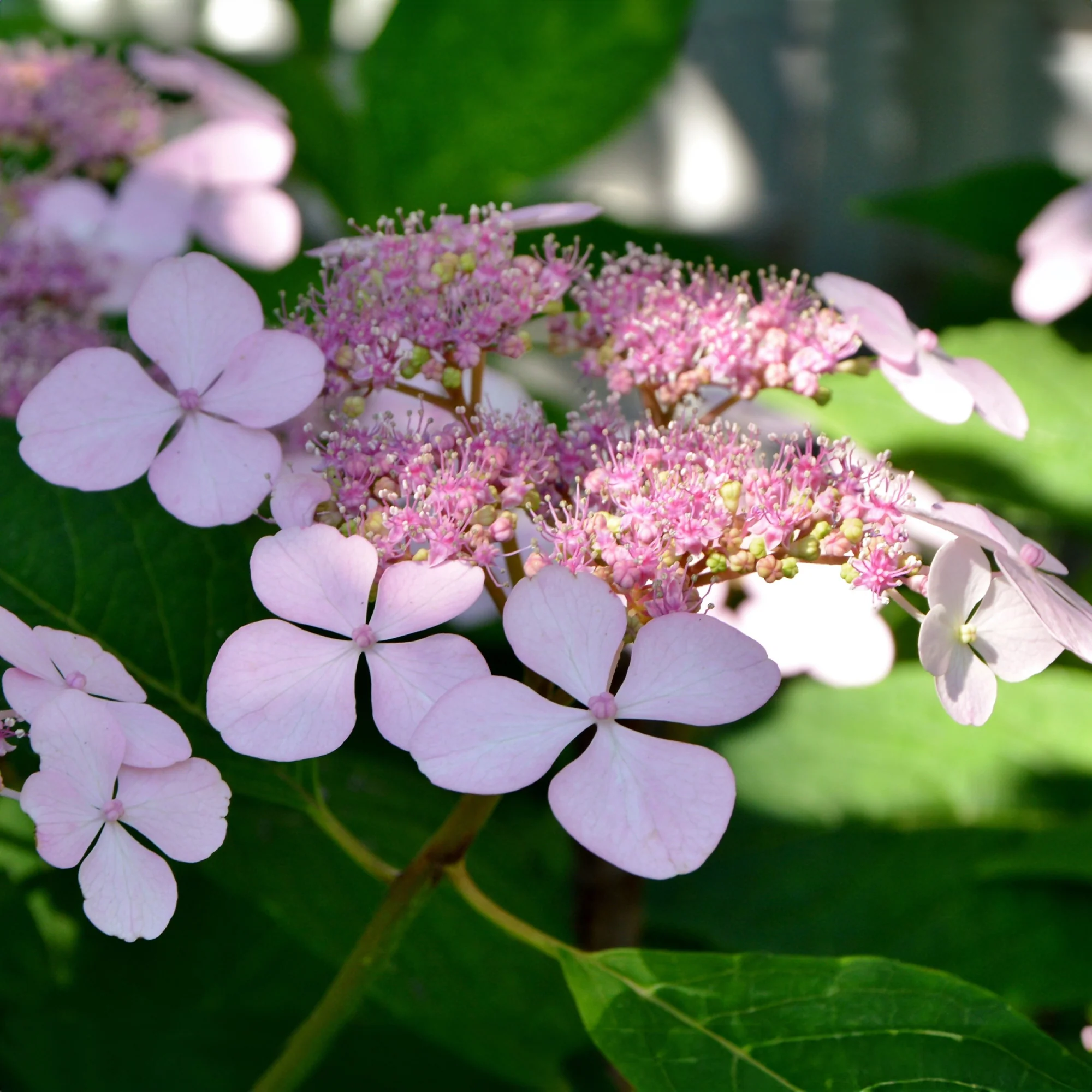 Berghortensia 'Indian Summer' - Image 4