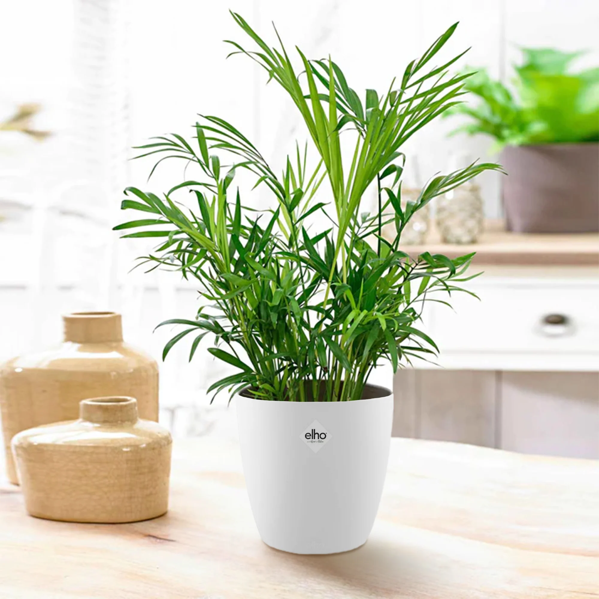 Bergpalm incl. witte sierpot