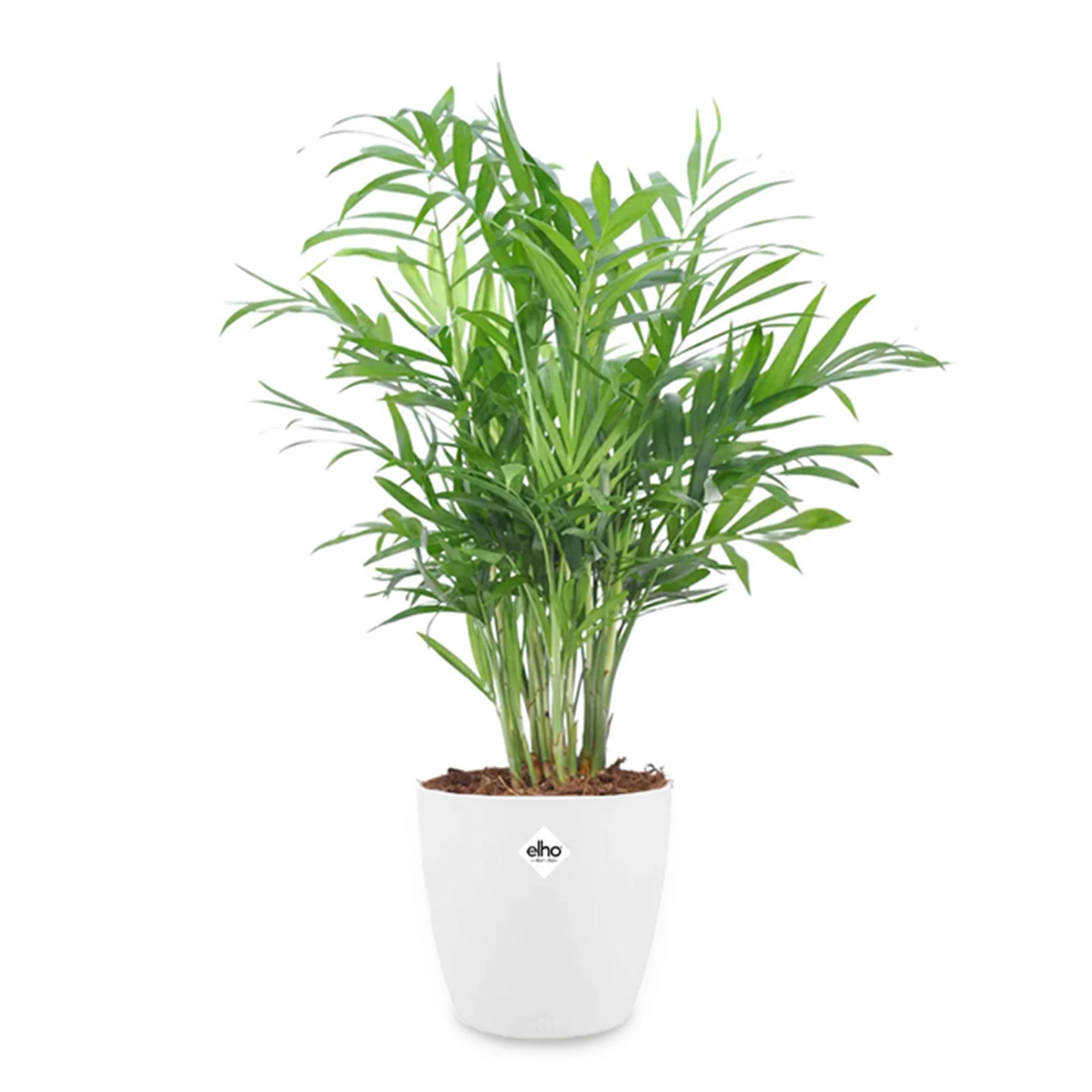 Bergpalm incl. witte sierpot - Image 2