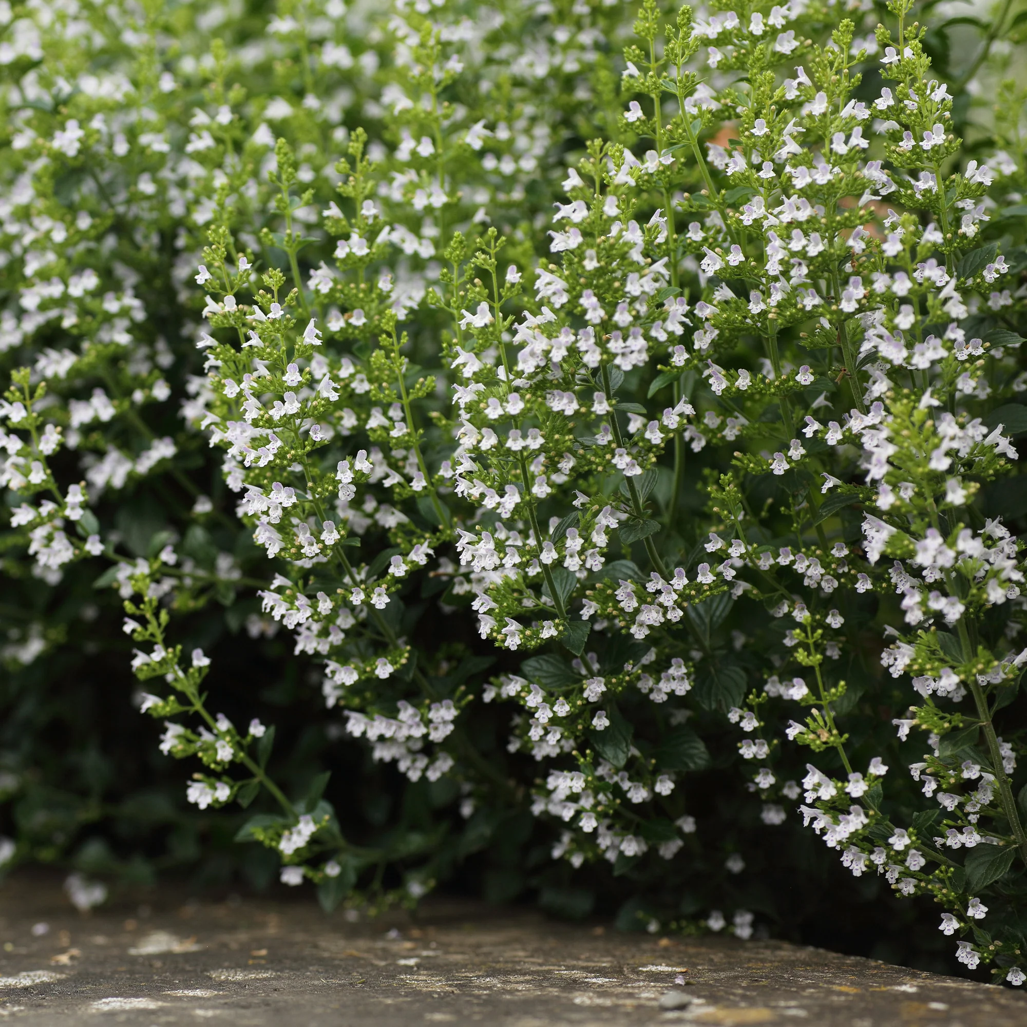 Bergsteentijm Clinopodium nepeta - Image 2