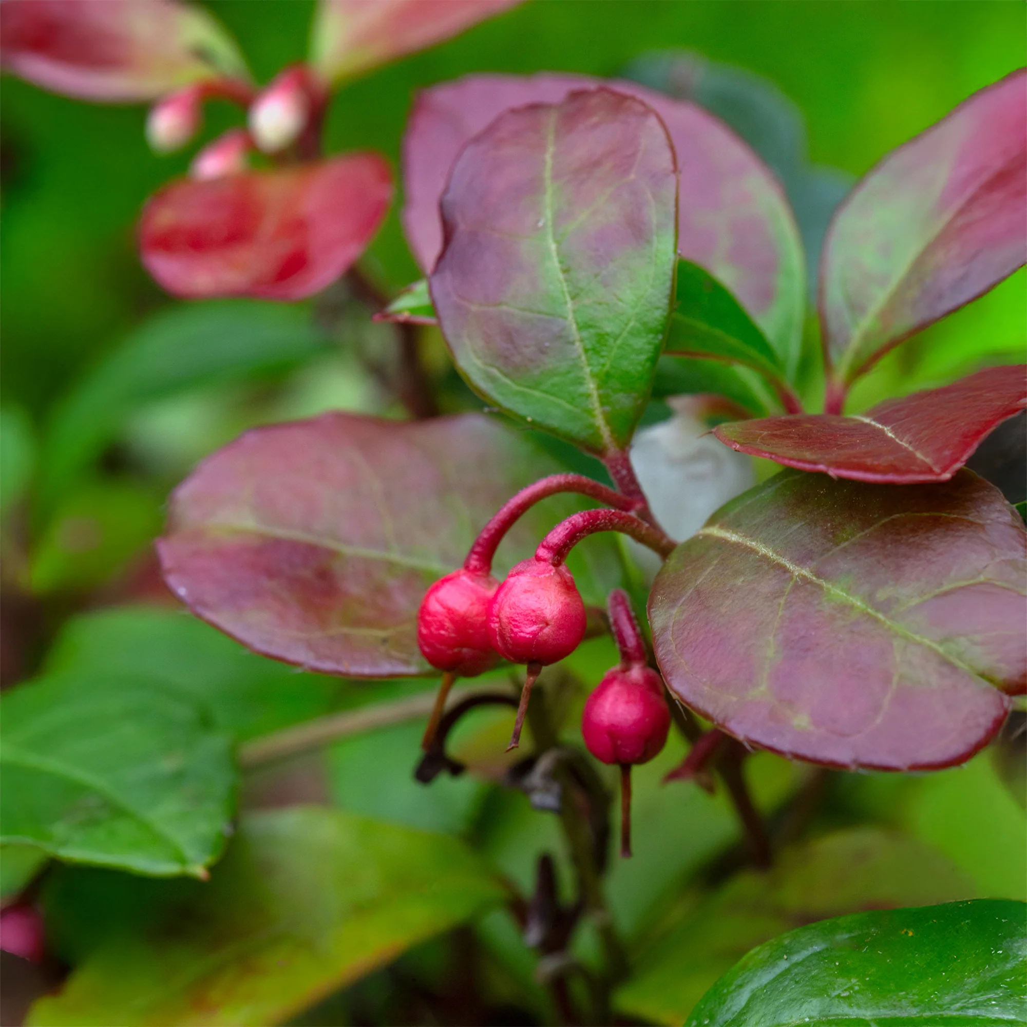Bergthee 'Big Berry' - Image 3