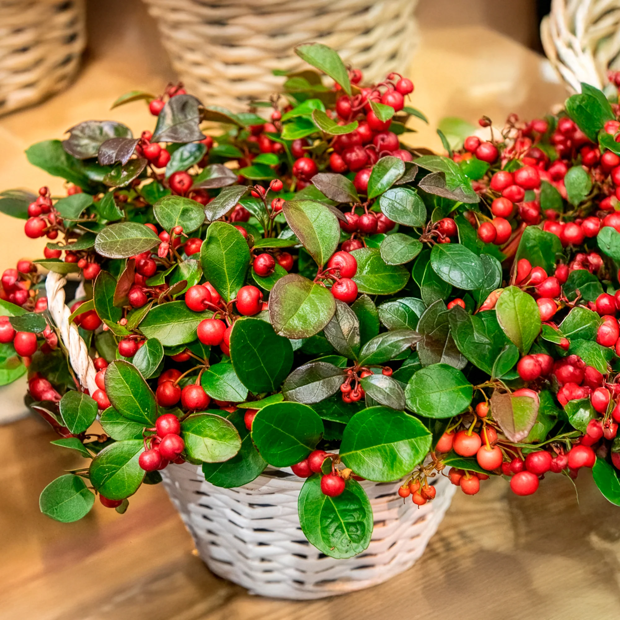 Bergthee 'Big Berry' - Image 4