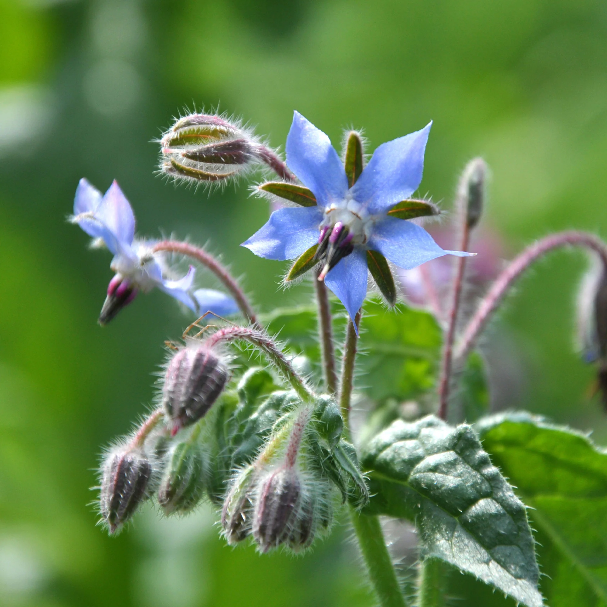 Bernagie - blauw - BIO - Image 2
