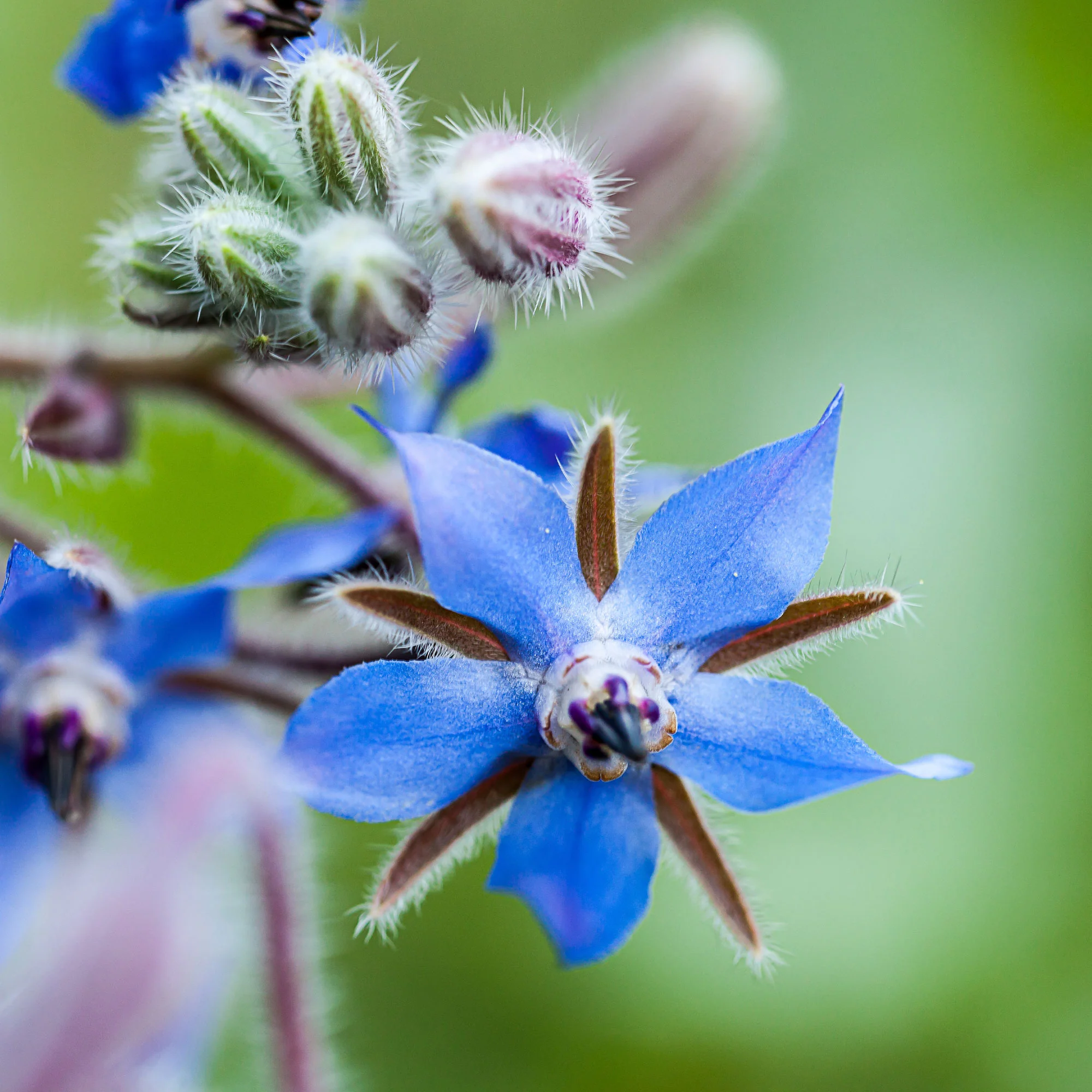 Bernagie - blauw + wit - Image 3