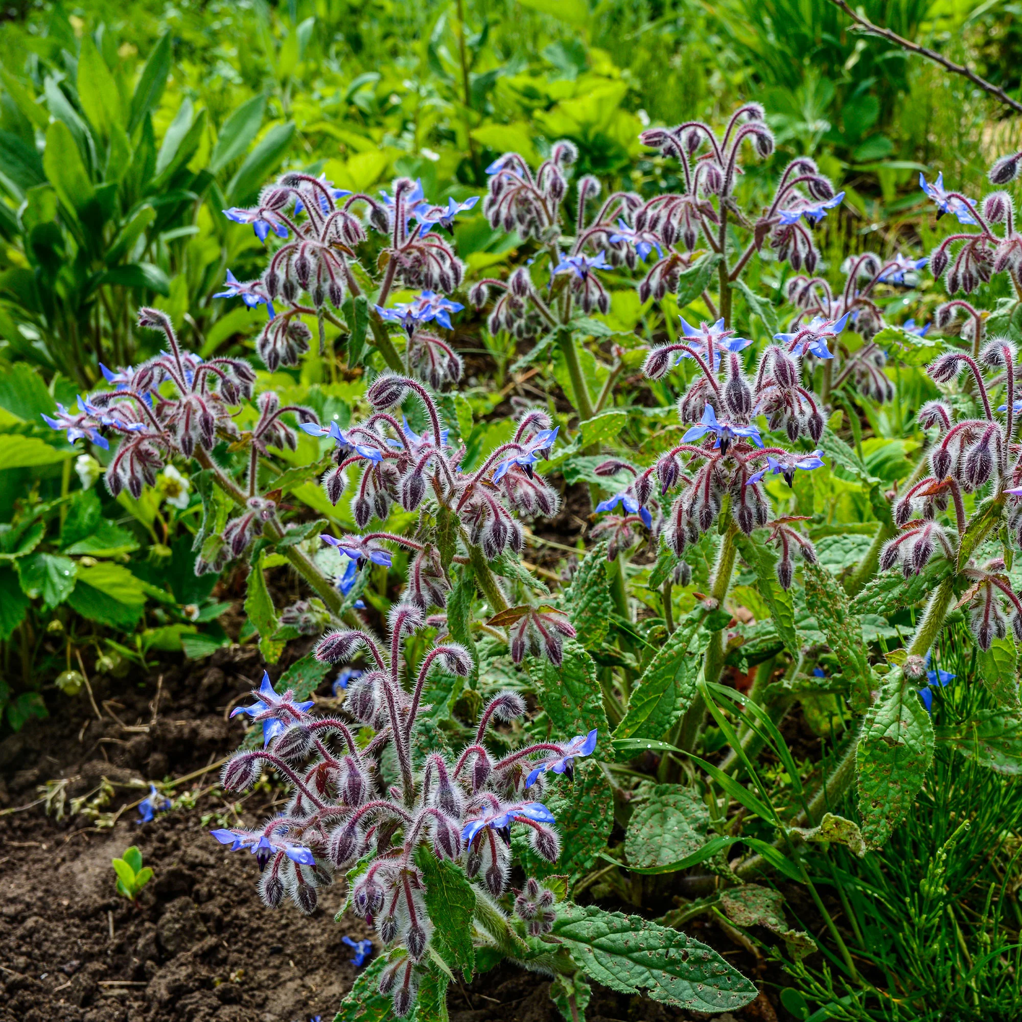 Bernagie - blauw + wit - Image 5
