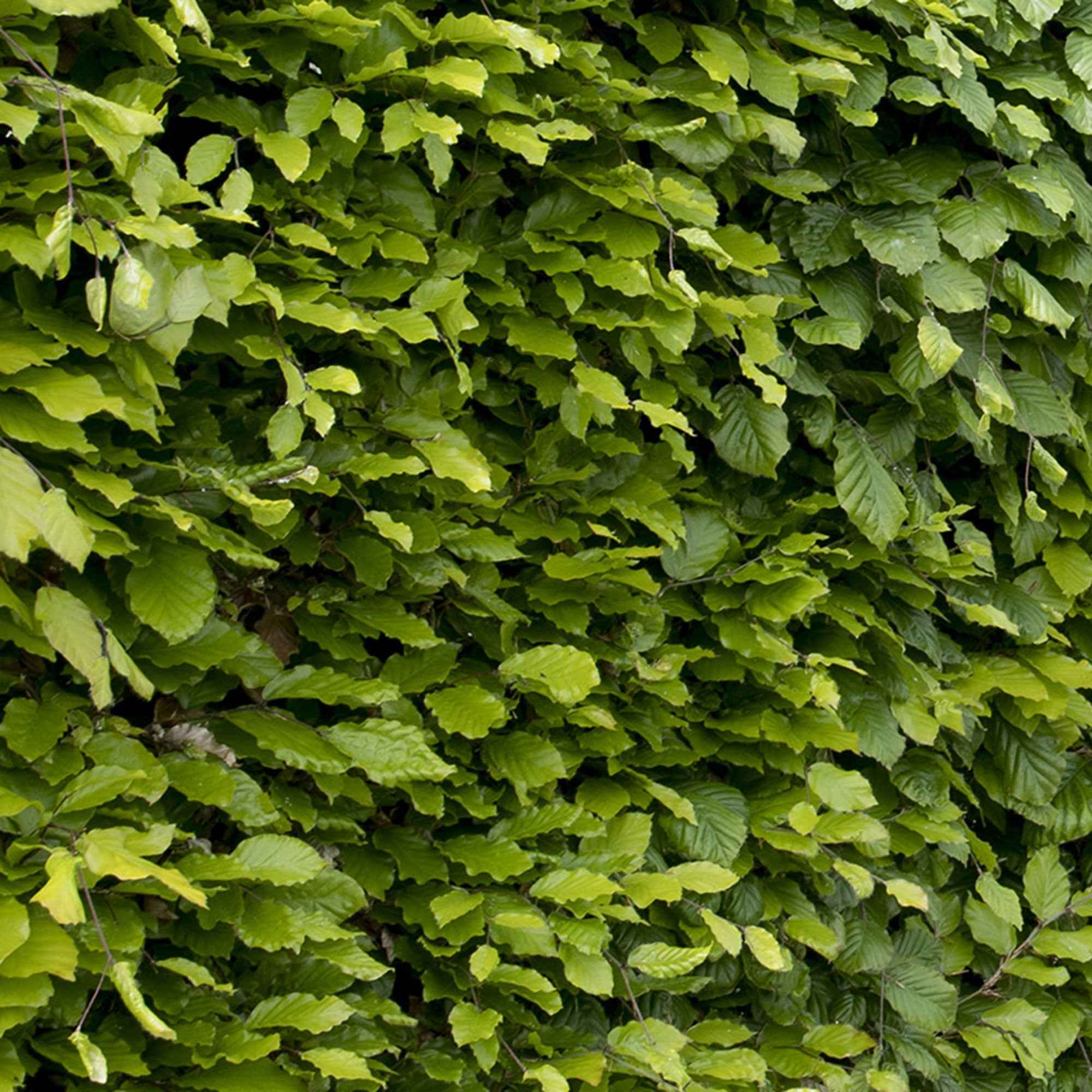 Beukenhaag #1 - Image 2