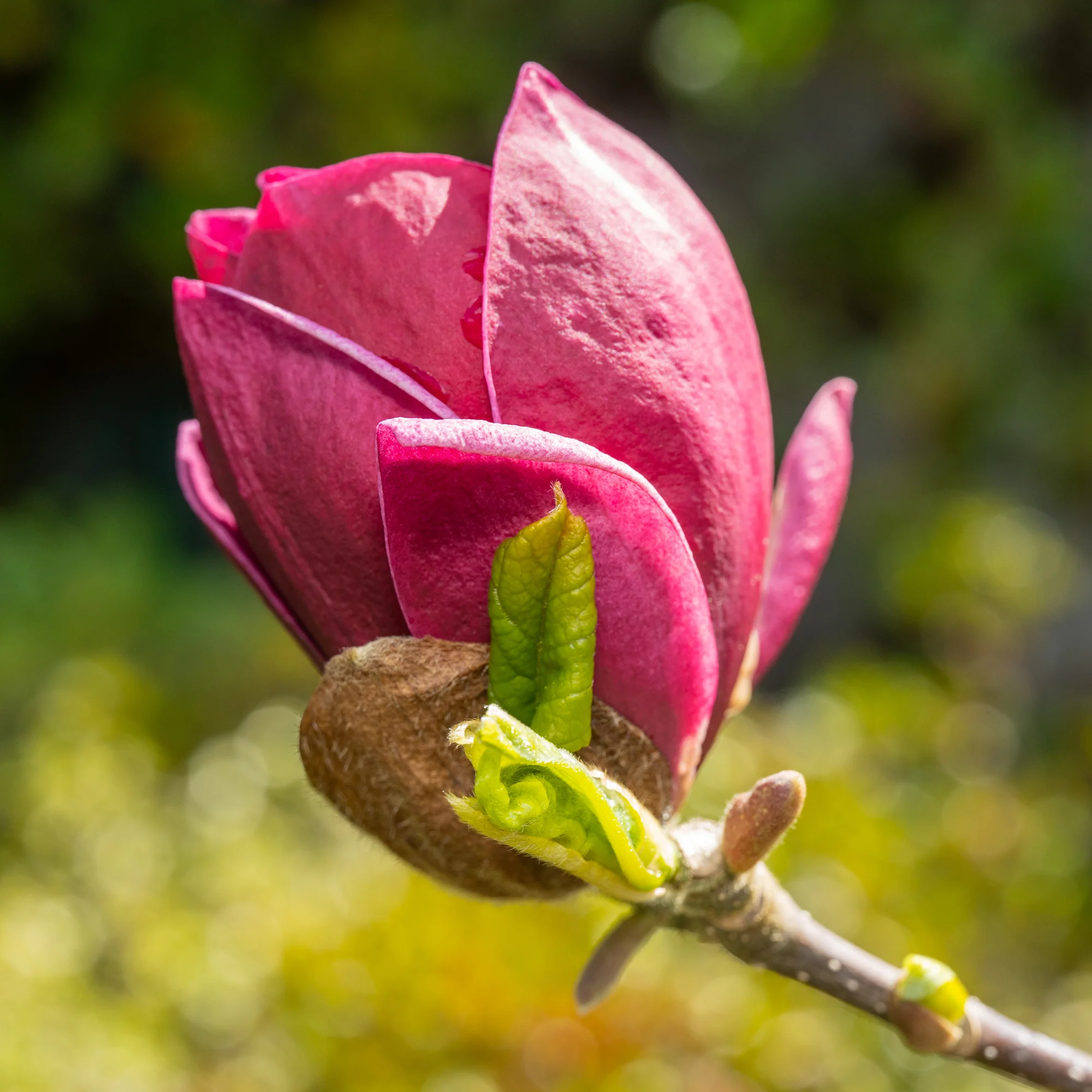 Magnolia 'Genie'