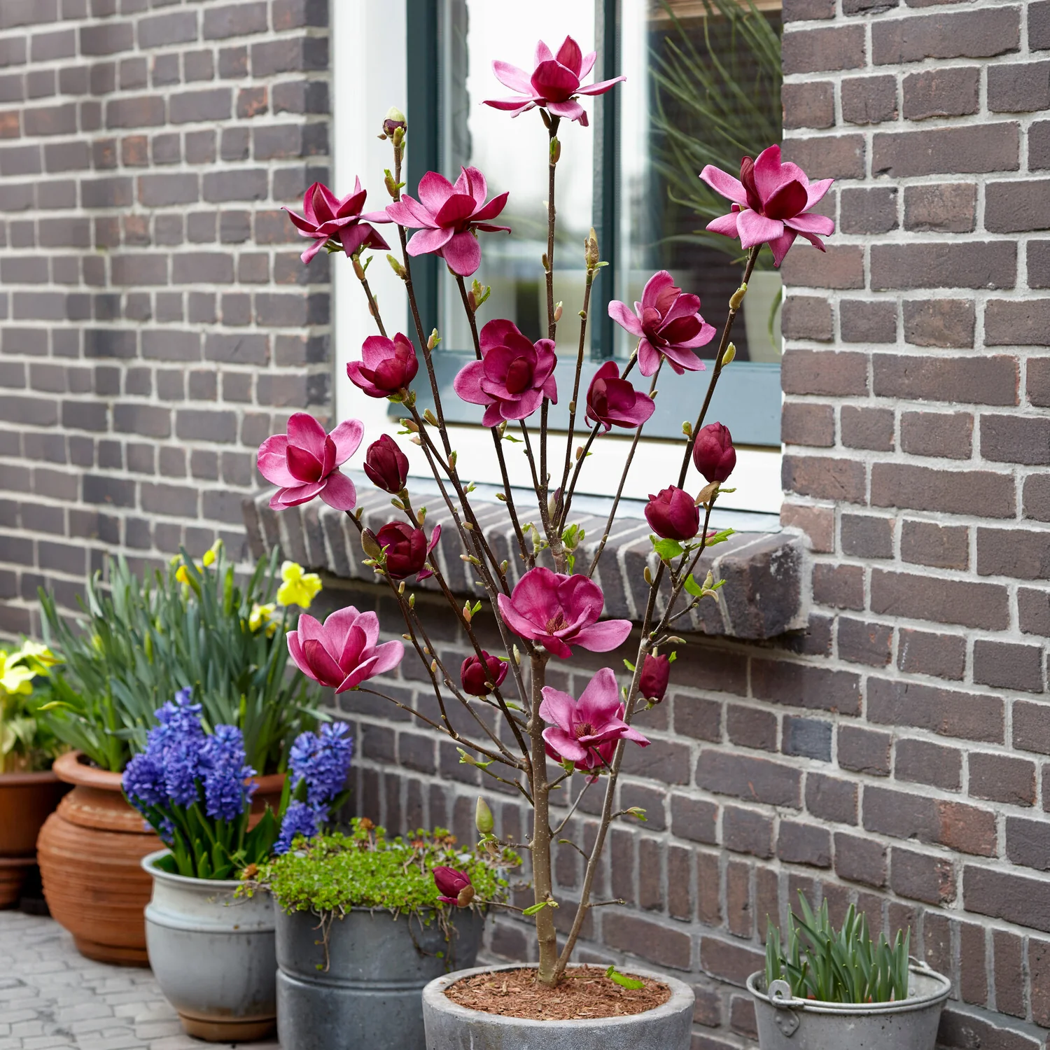 Magnolia 'Genie' - Image 2