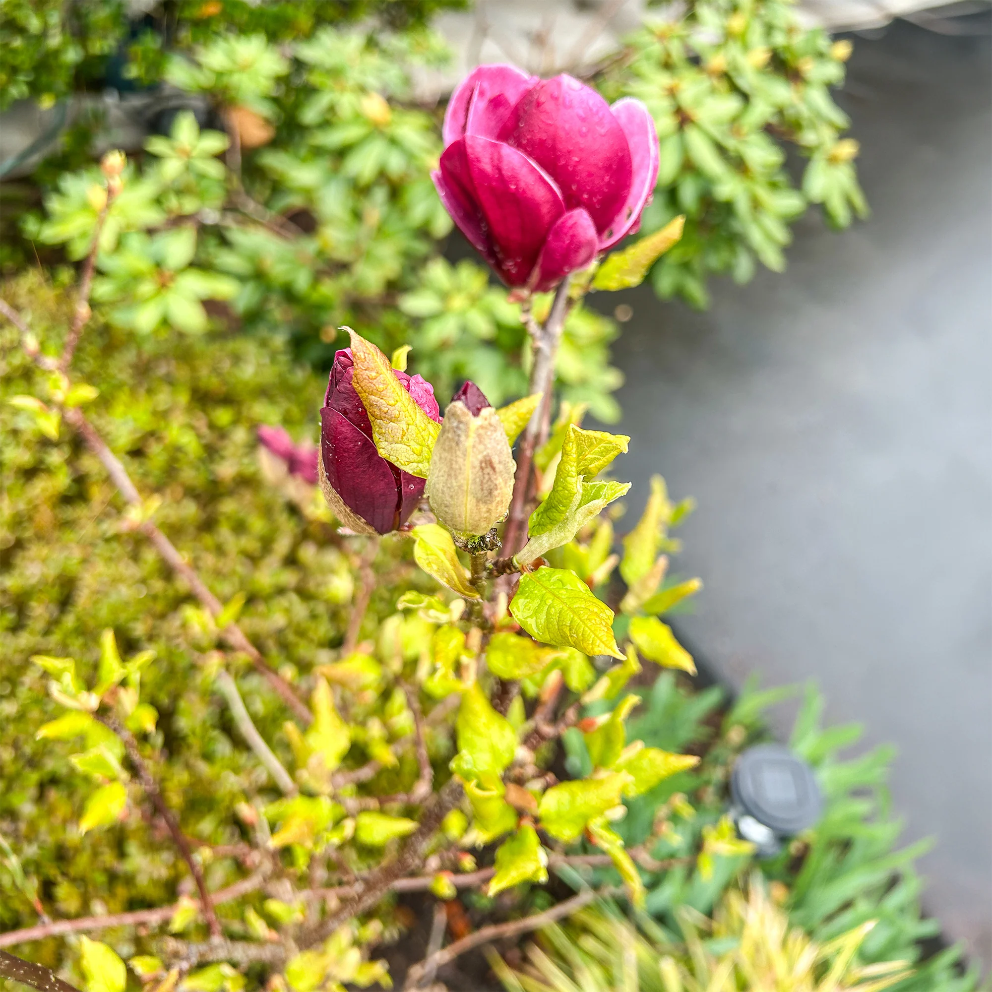 Magnolia 'Genie' - Image 3