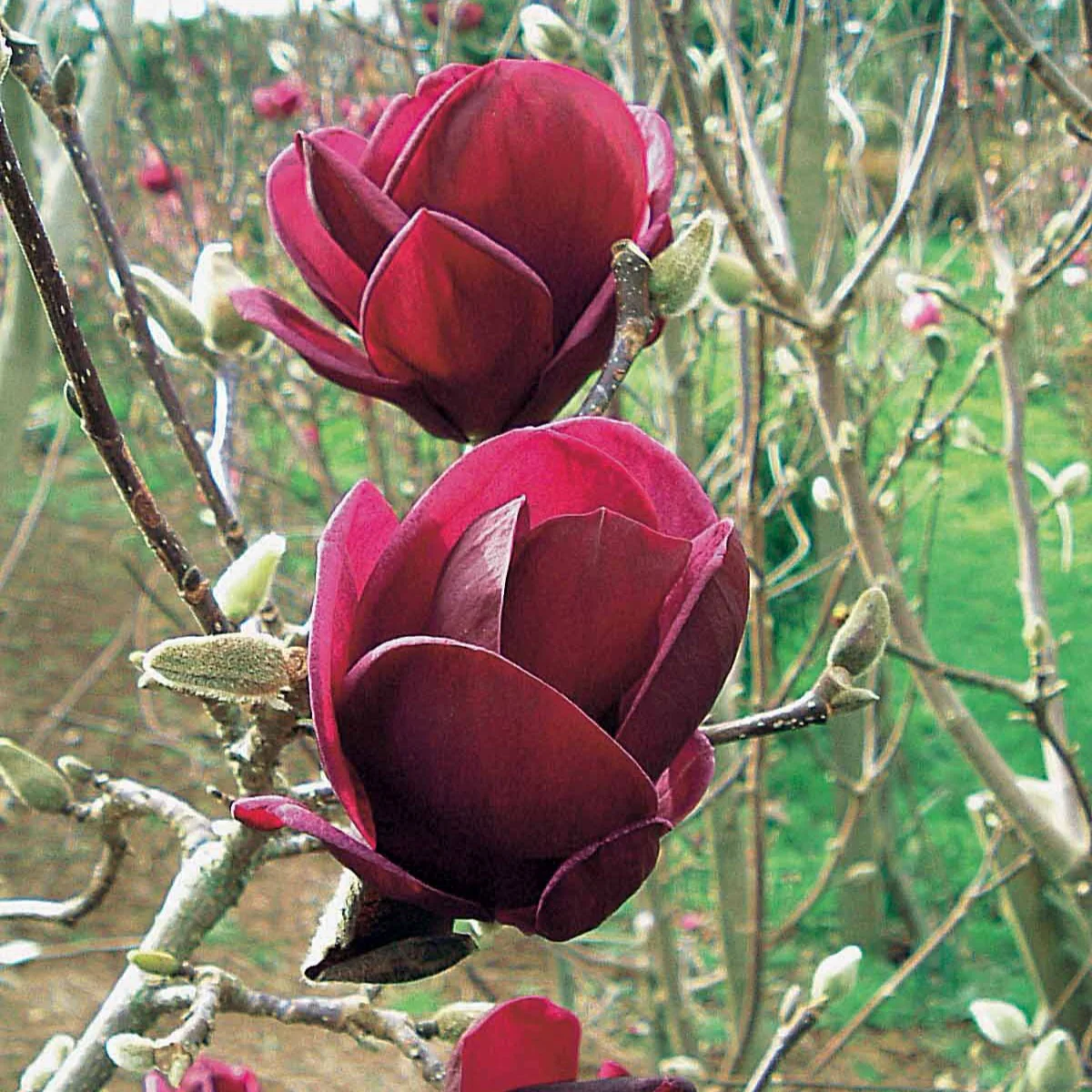 Magnolia 'Genie' - Image 4