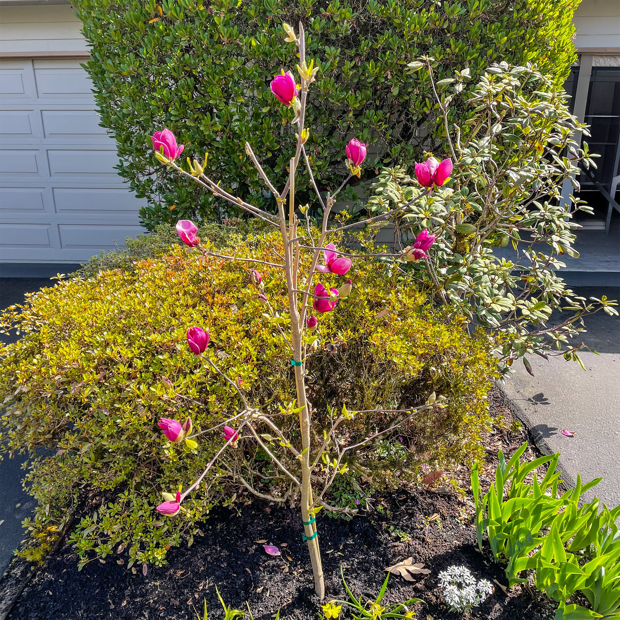 Magnolia 'Genie' - Image 5