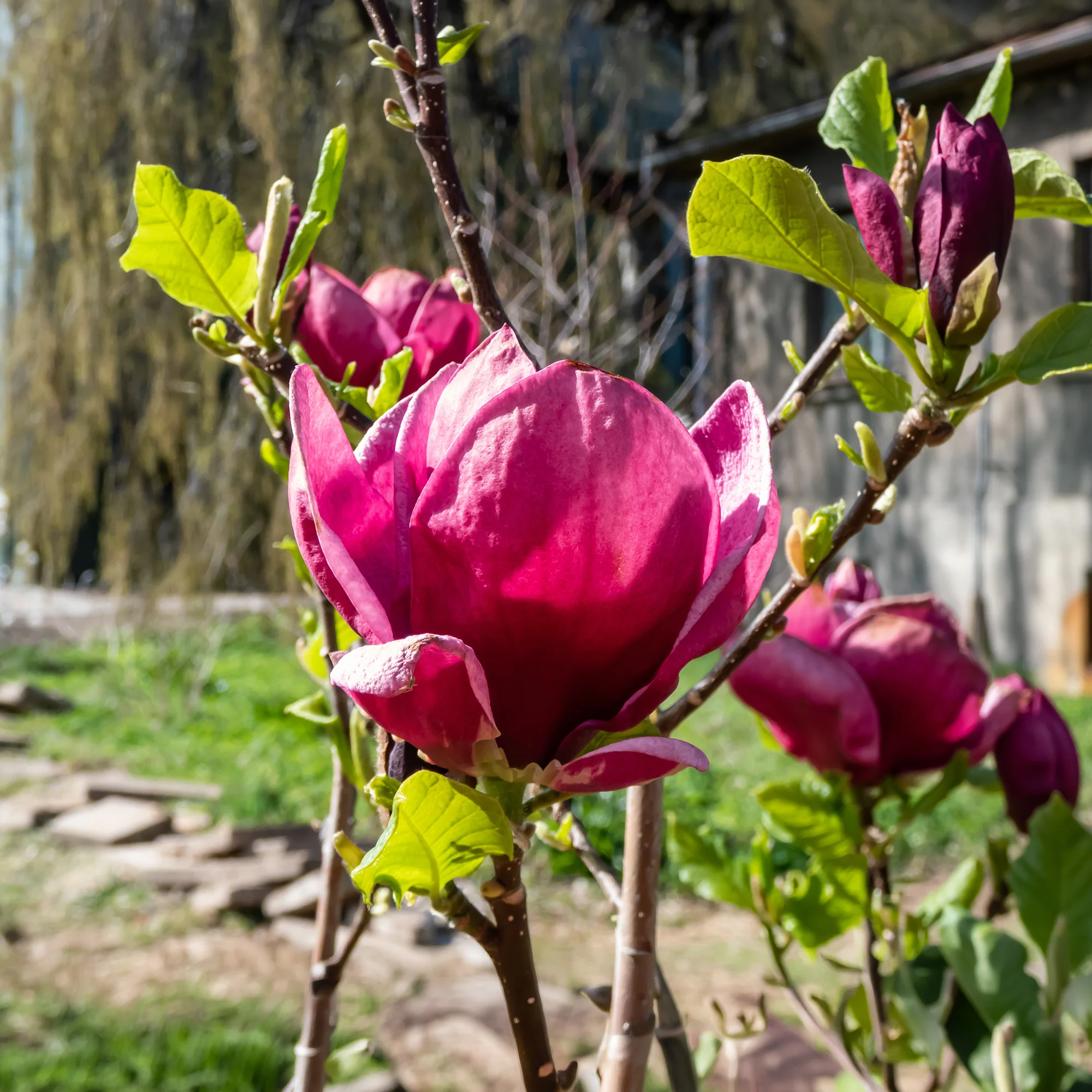 Magnolia 'Genie' - Image 6