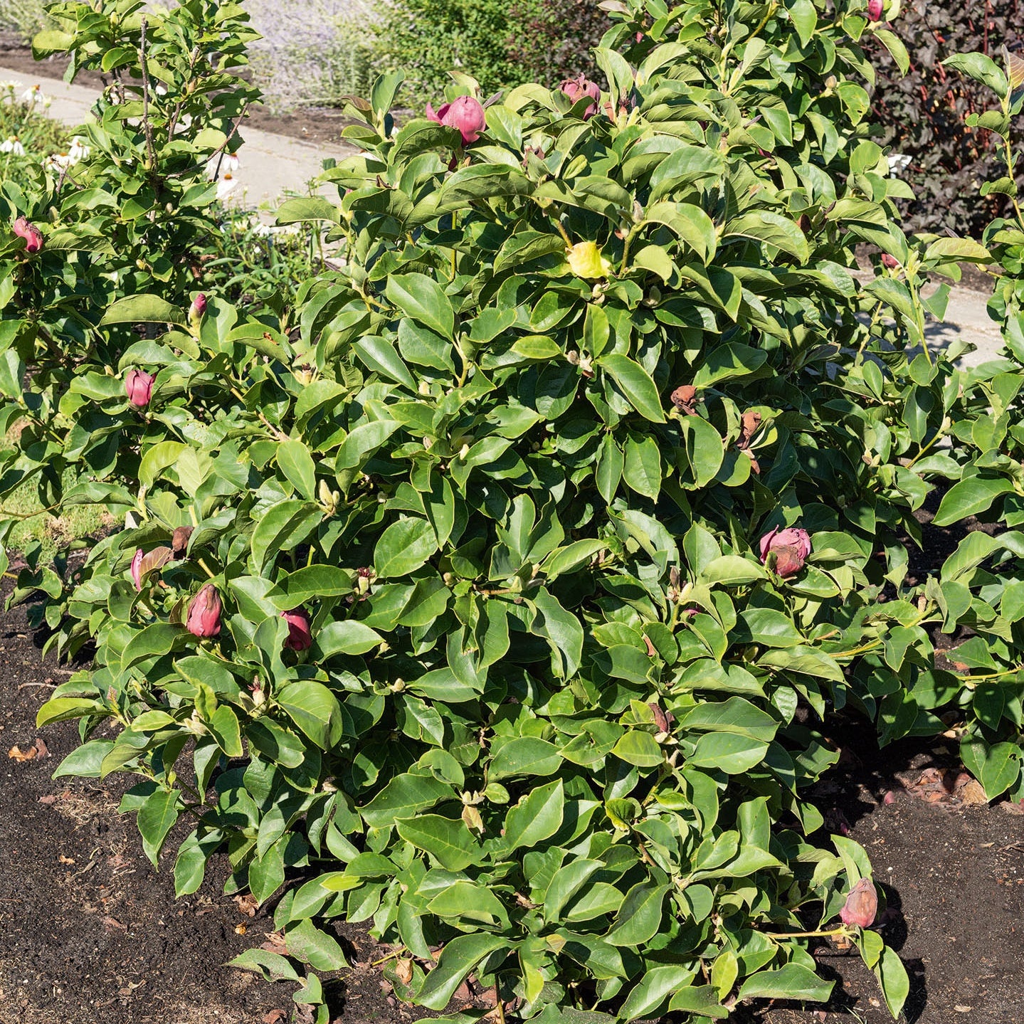 Magnolia 'Genie' - Image 7