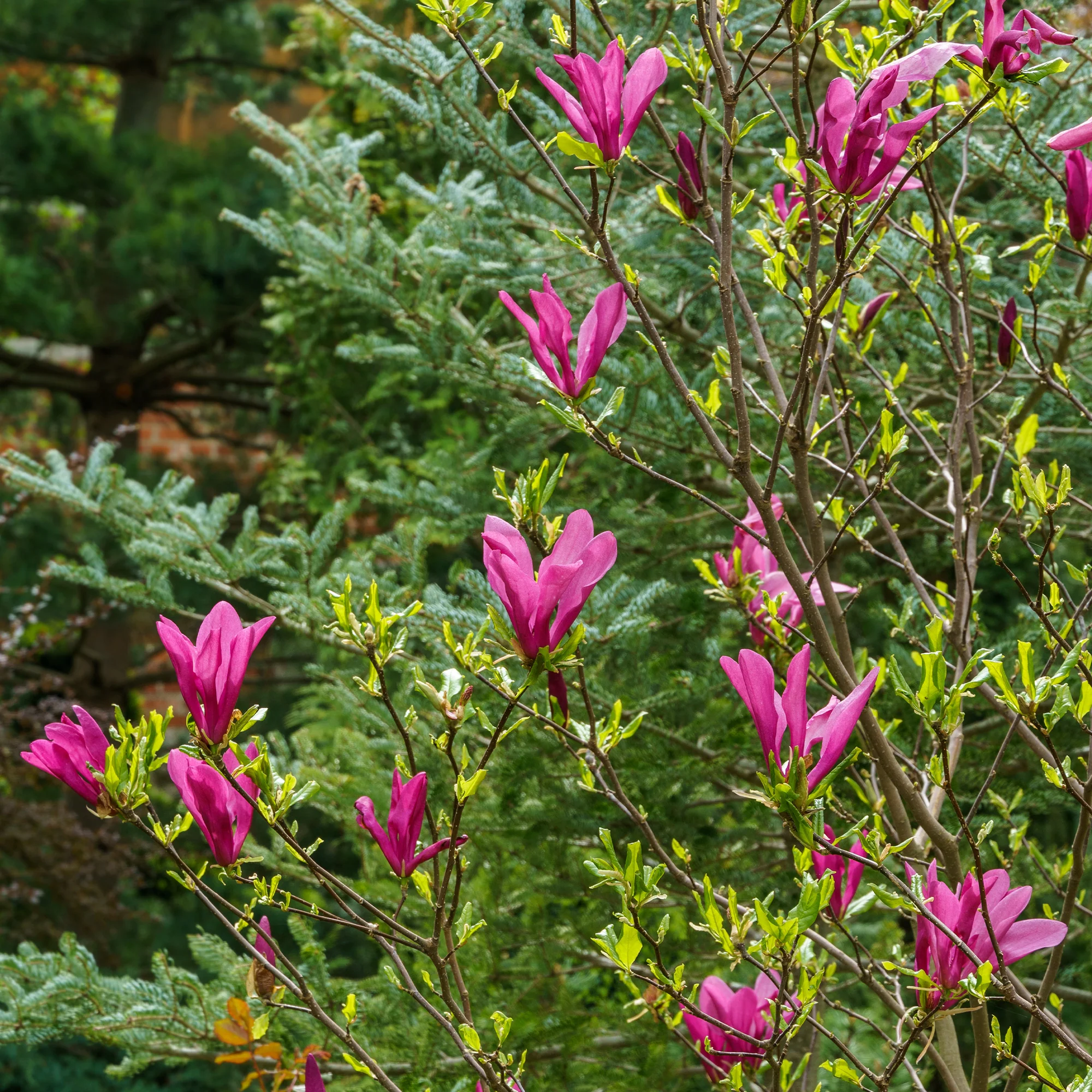 Magnolia 'Susan'