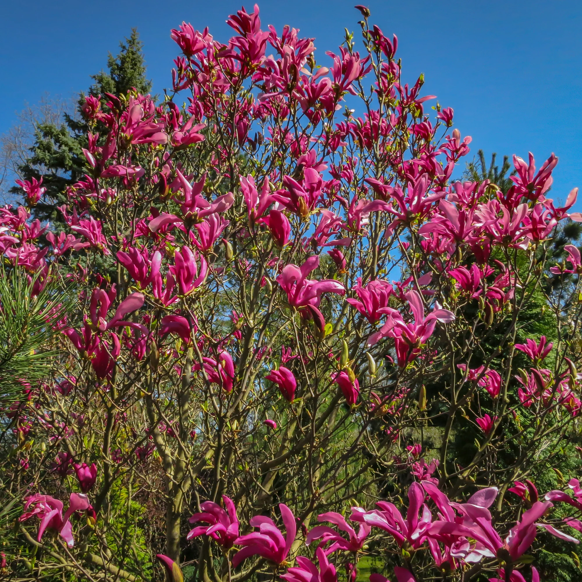 Magnolia 'Susan' - Image 2