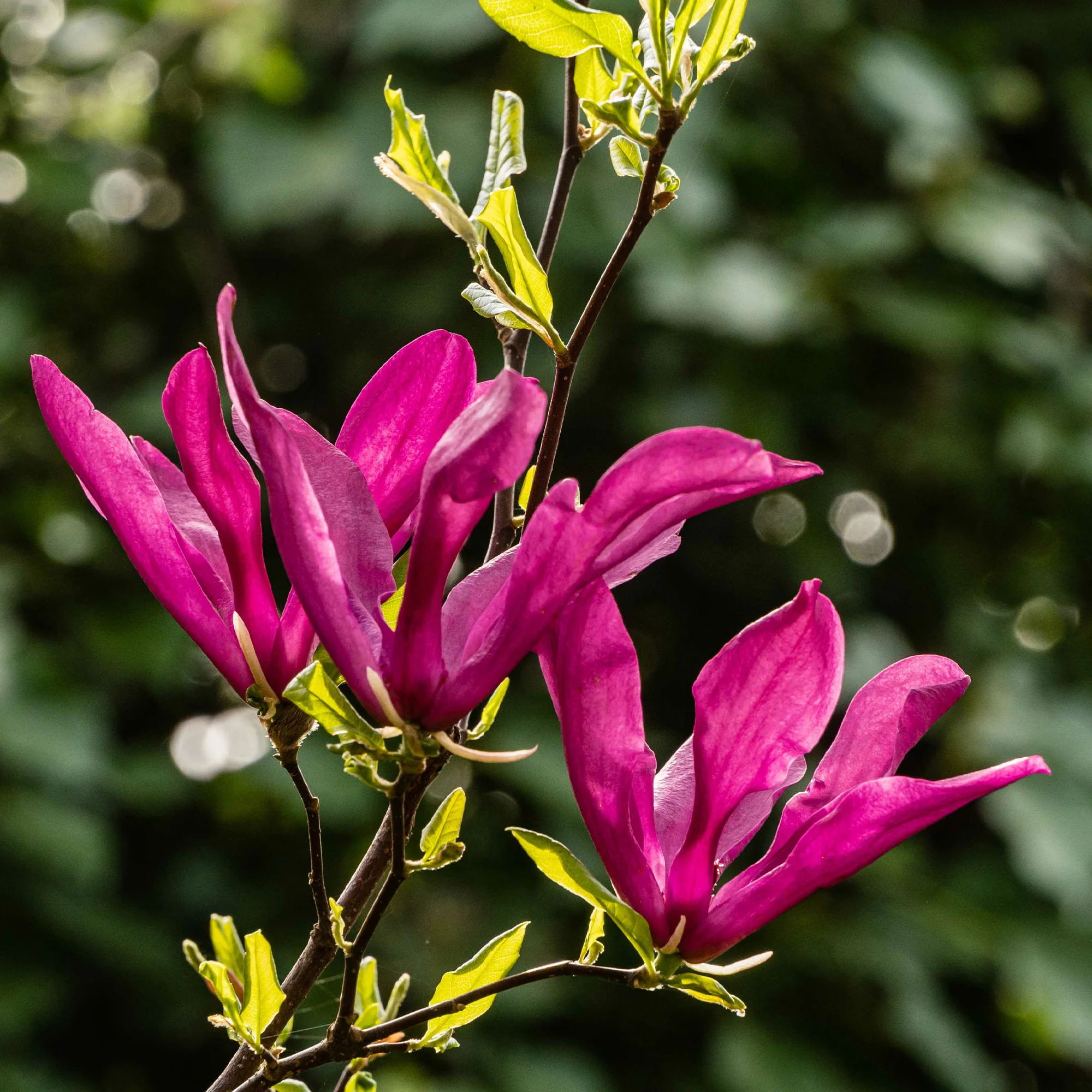 Magnolia 'Susan' - Image 3