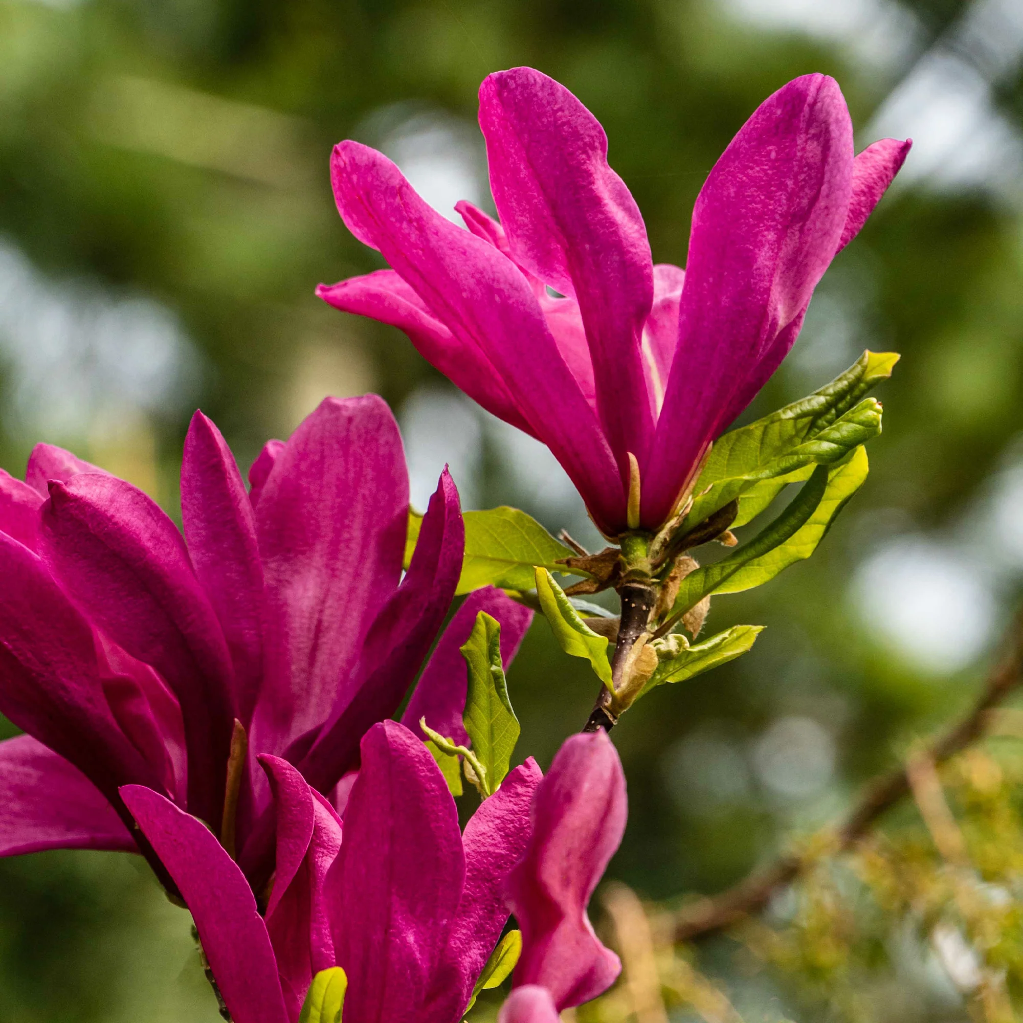 Magnolia 'Susan' - Image 4