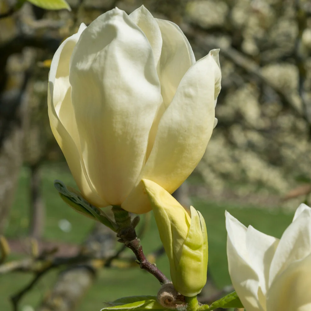 Magnolia 'Yellow Lantern'