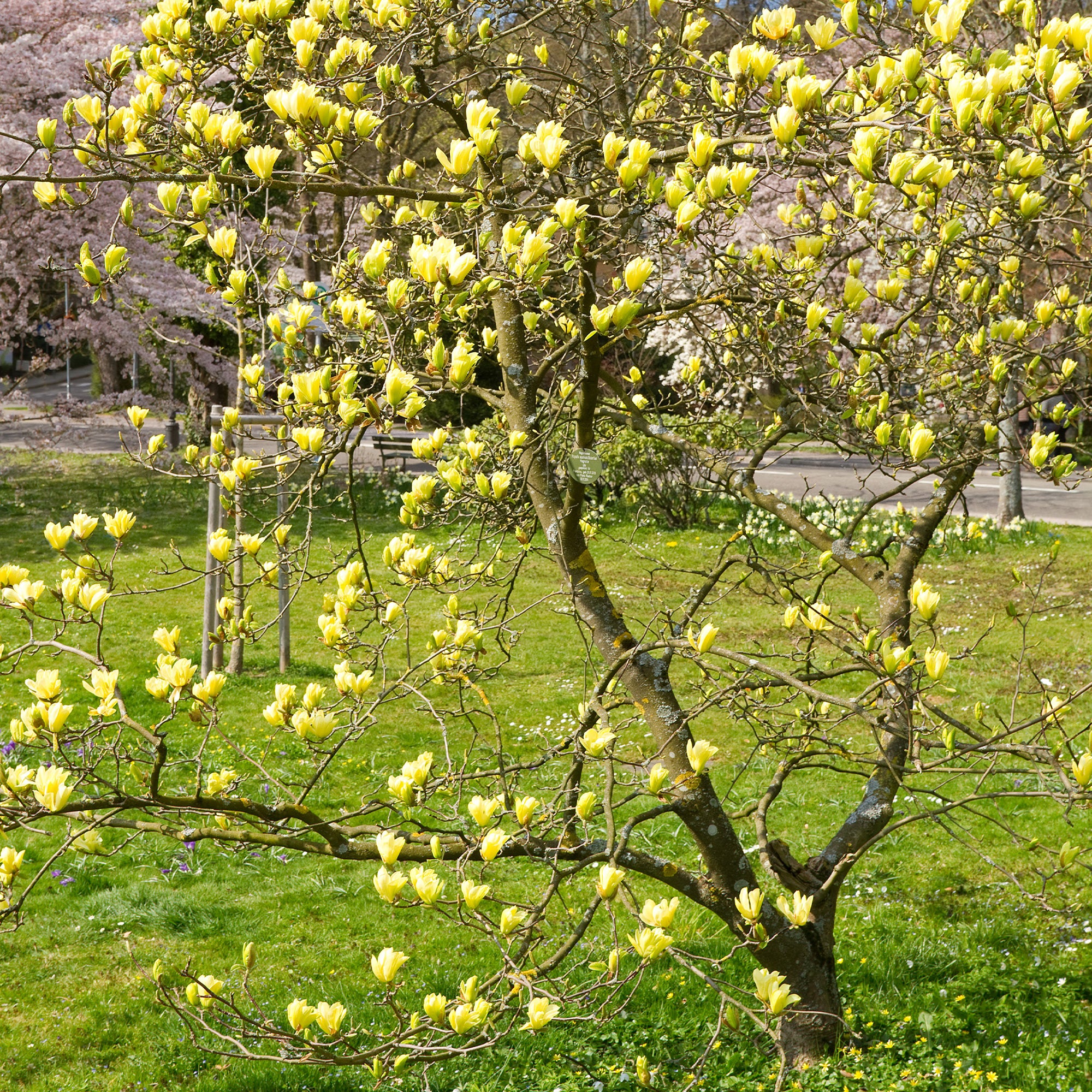 Magnolia 'Yellow Lantern' - Image 2