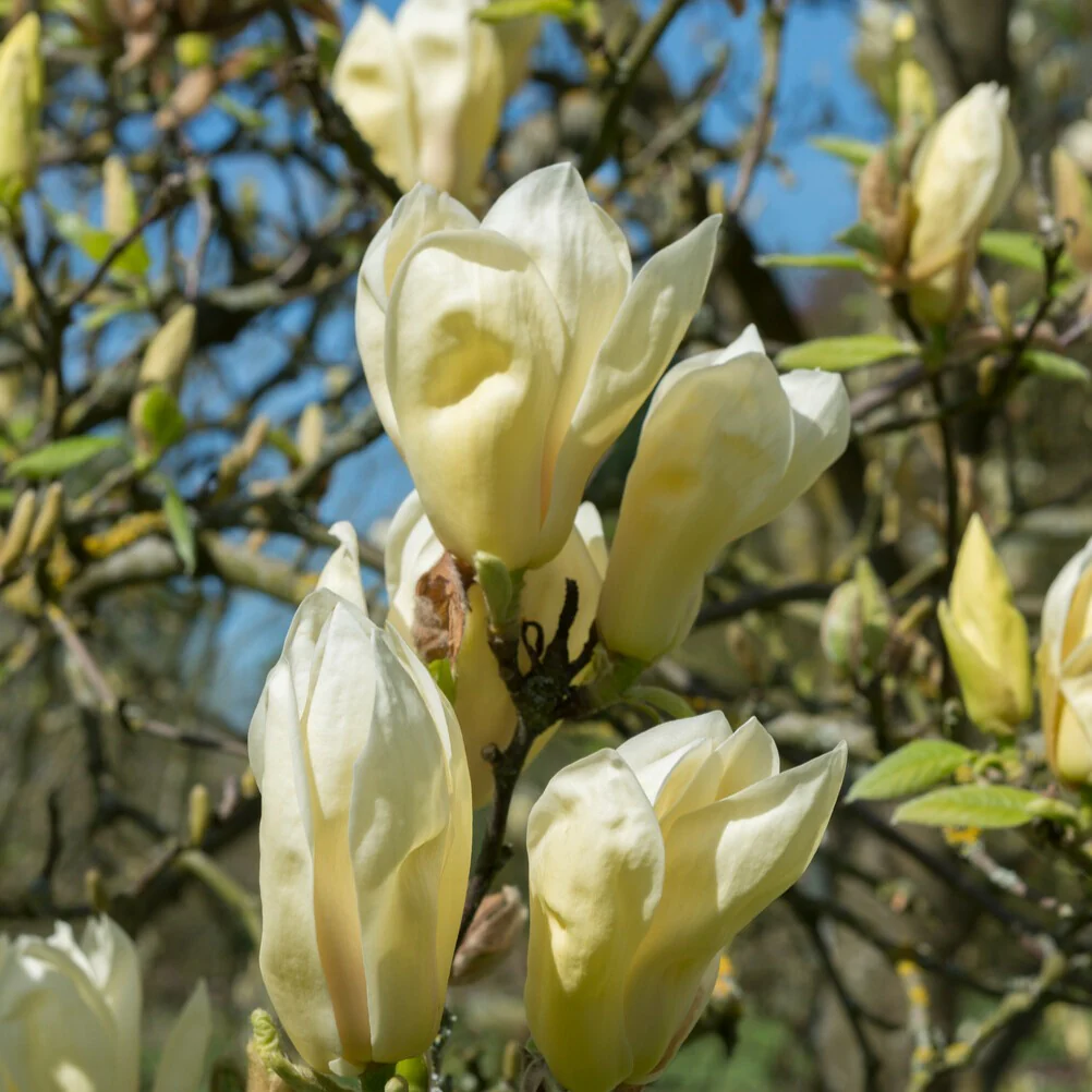 Magnolia 'Yellow Lantern' - Image 3