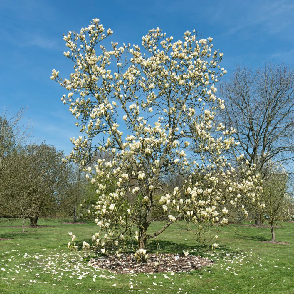 Magnolia 'Yellow Lantern' - Image 4
