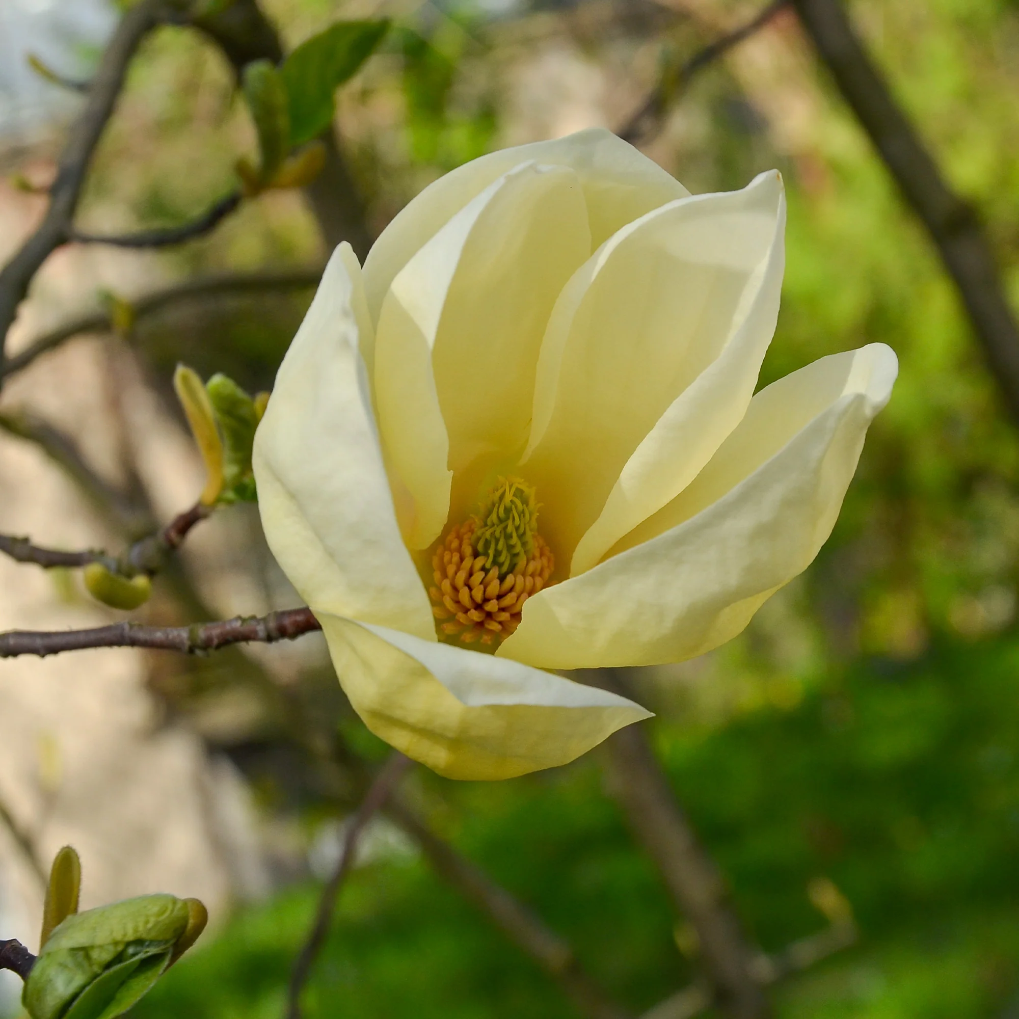 Magnolia 'Yellow Lantern' - Image 5