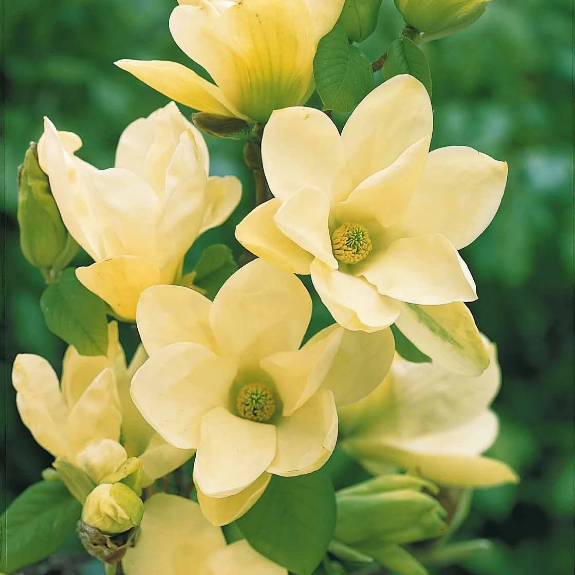 Magnolia 'Yellow Lantern' - Image 6