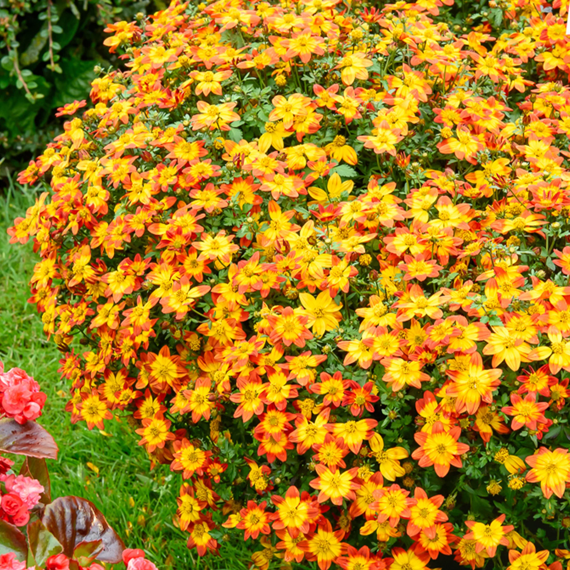 Bidens Blazing Glory