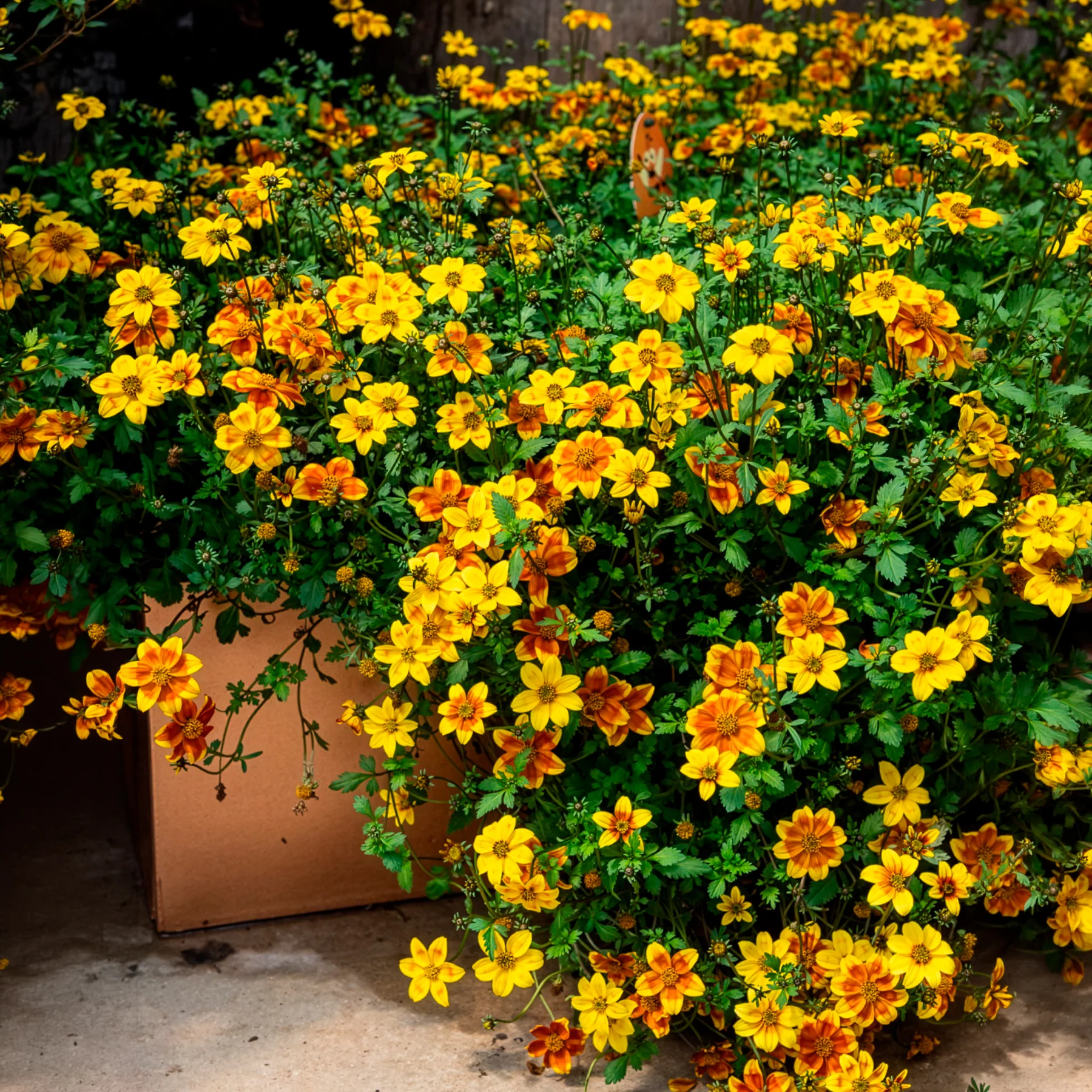 Bidens rood oranje (x3) - Image 3
