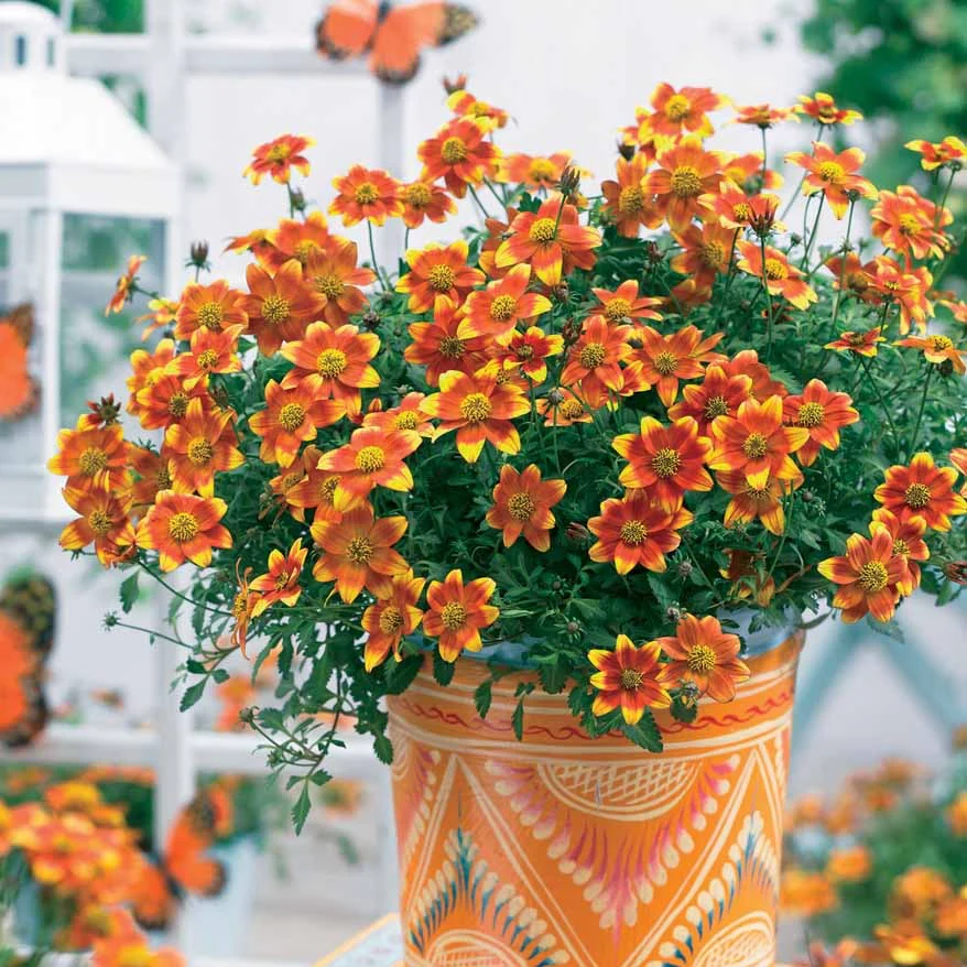 Bidens rood oranje (x3) - Image 4