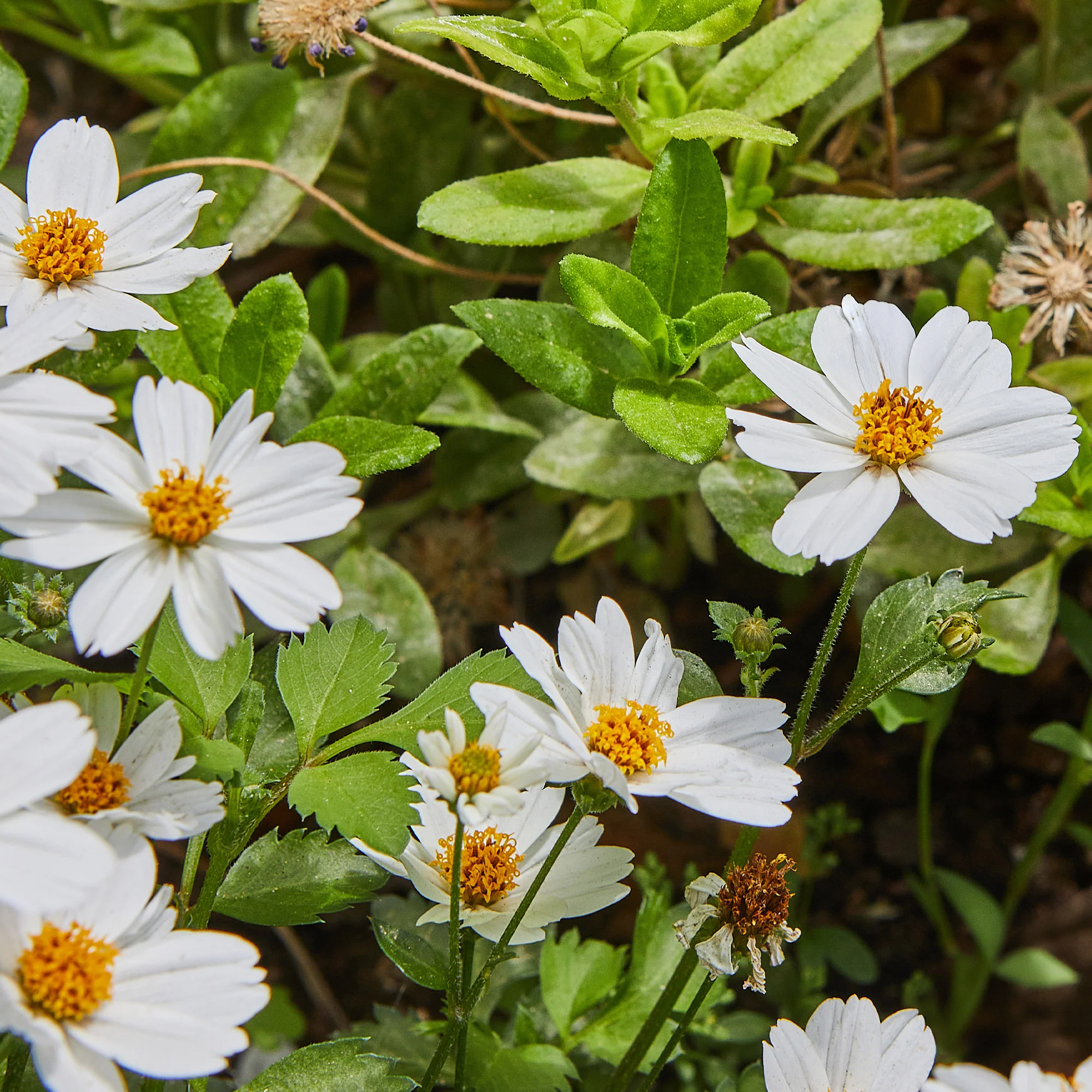 Bidens White Delight