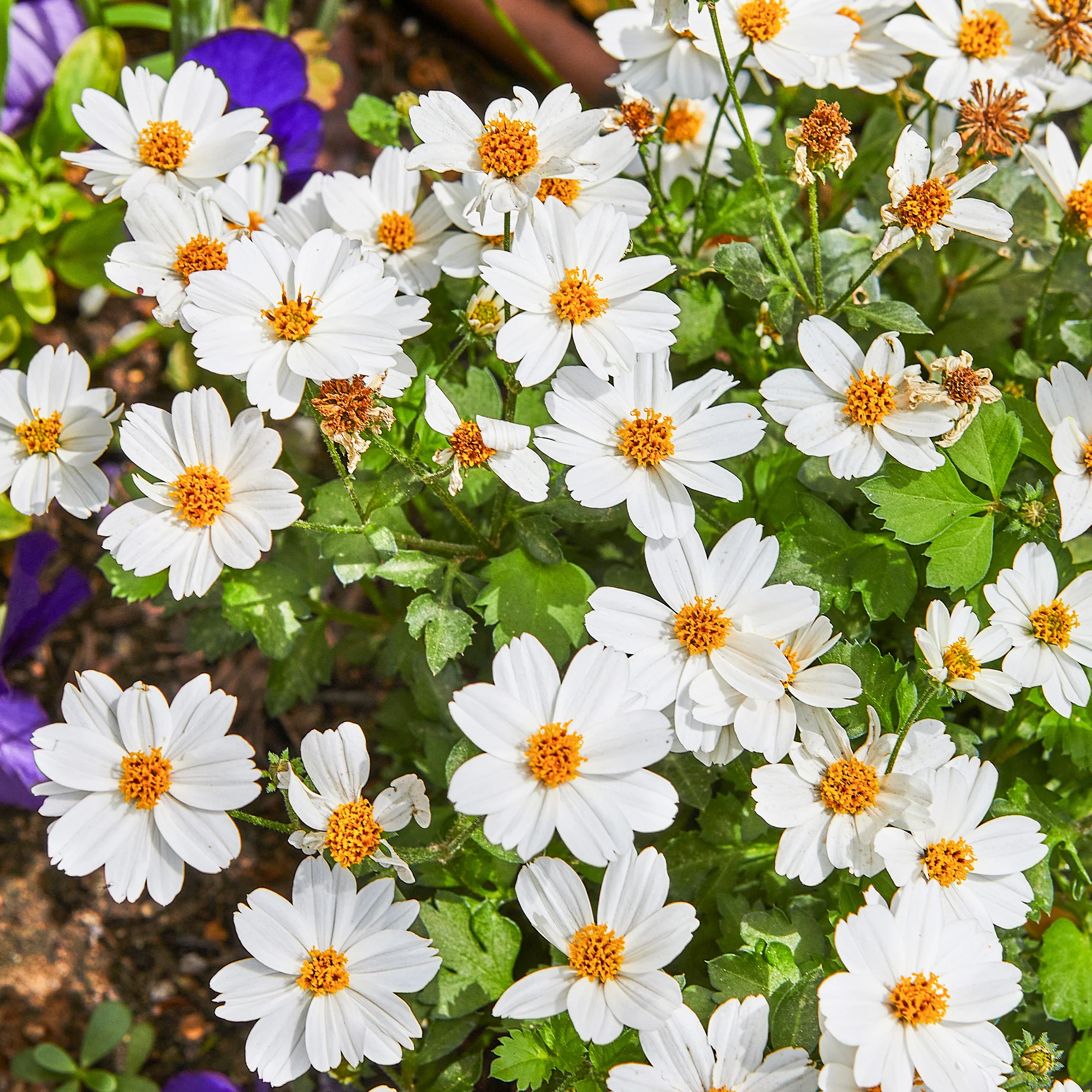 Bidens White Delight - Image 2