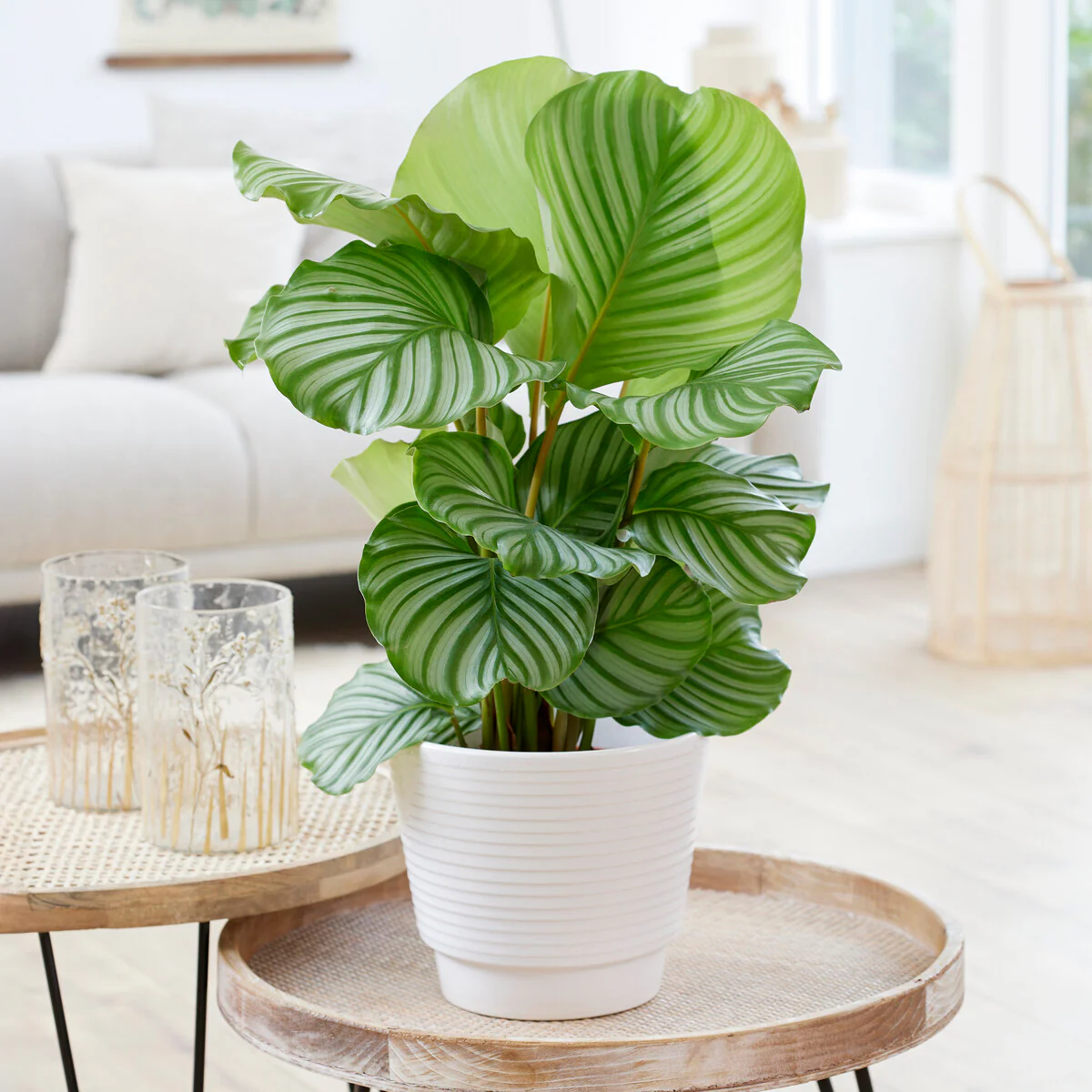 Bidplant Calathea orbifolia