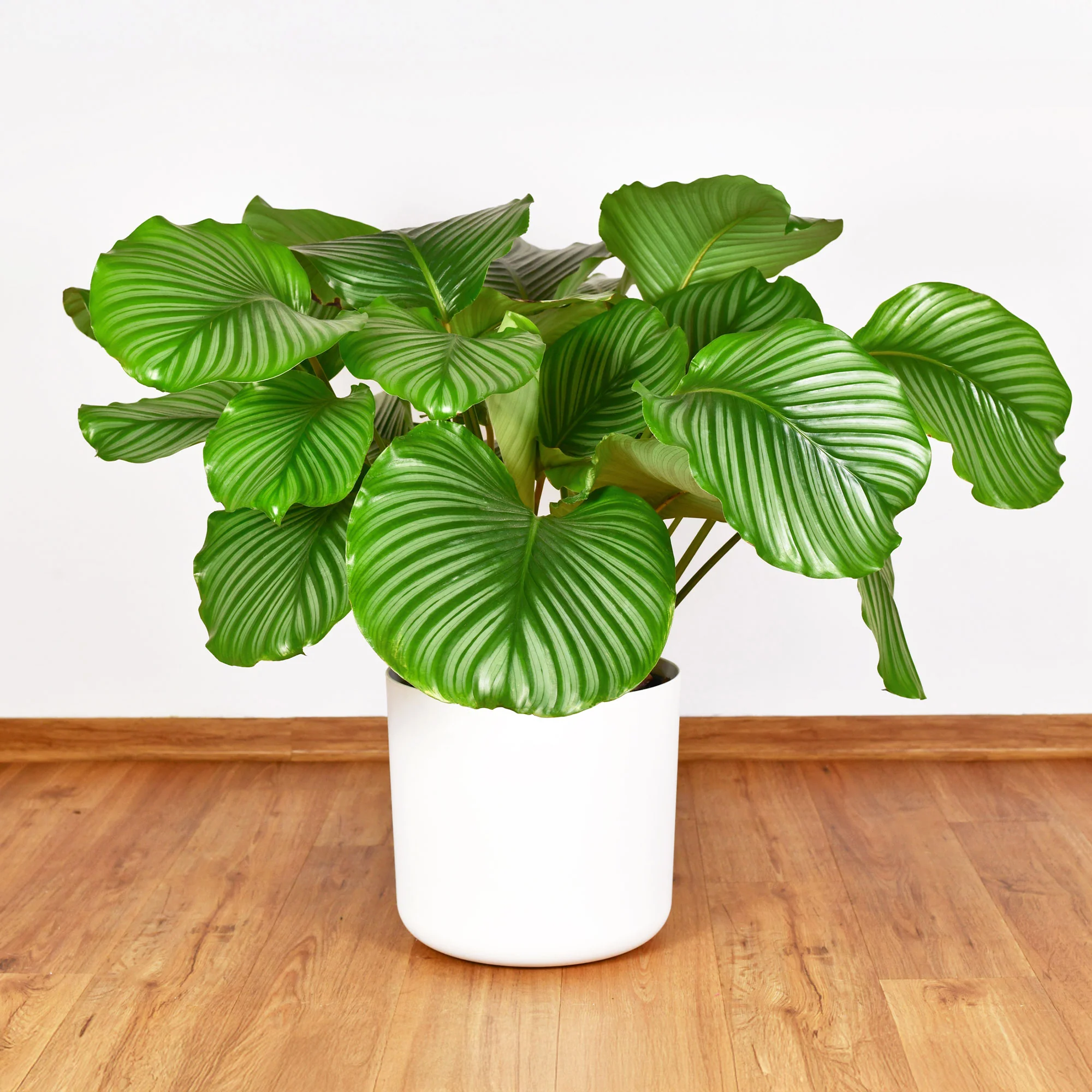 Bidplant Calathea orbifolia - Image 2