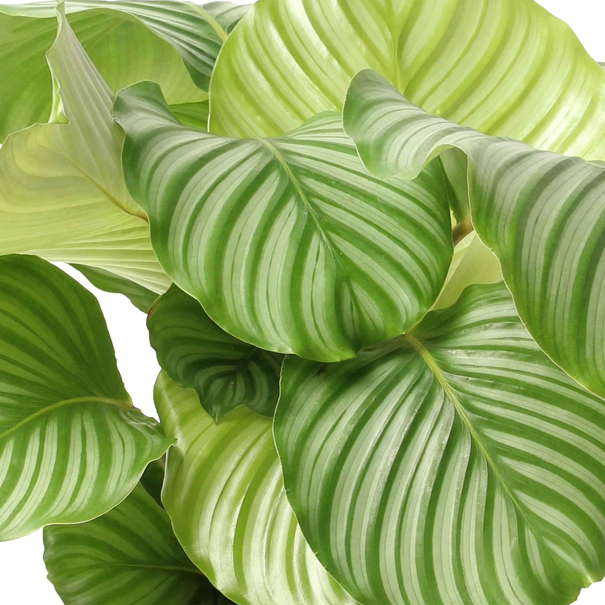 Bidplant Calathea orbifolia - Image 3