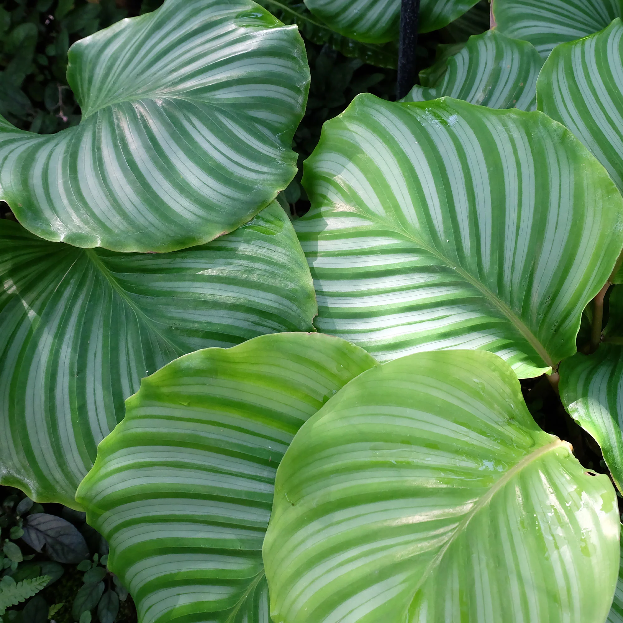 Bidplant Calathea orbifolia - Image 4